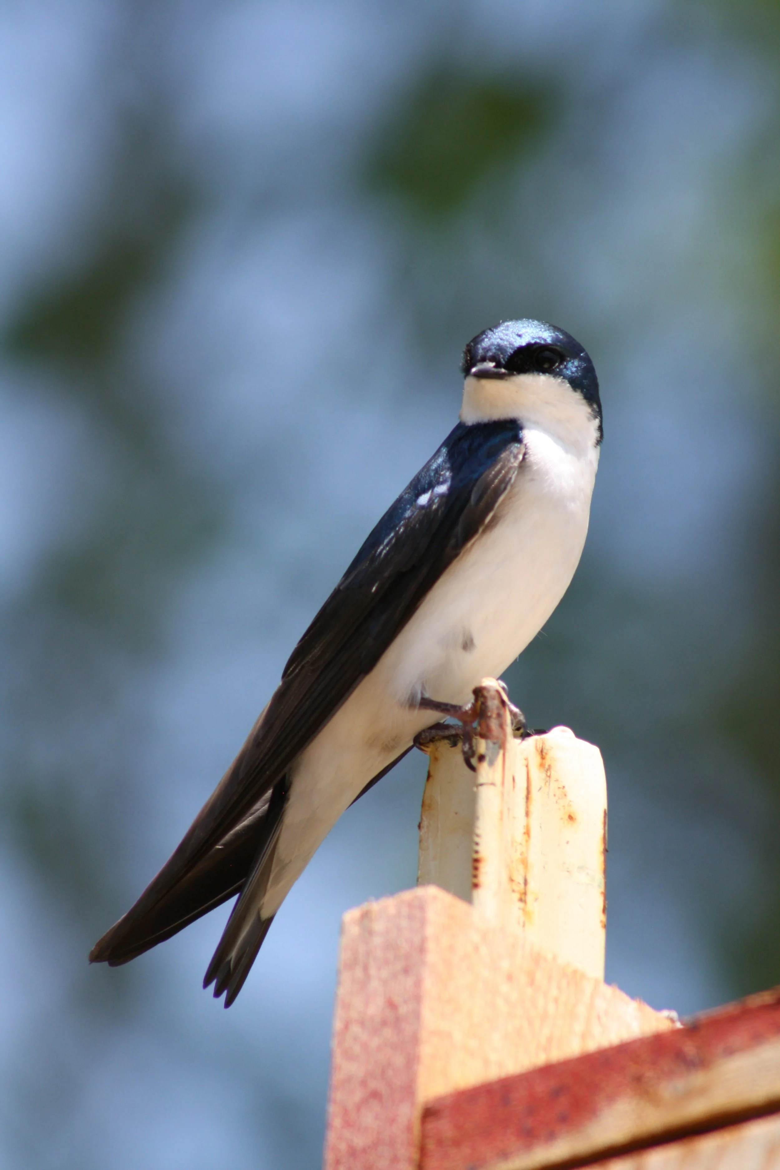 Tree Swallow, Panola Mountain, GA, 2025.