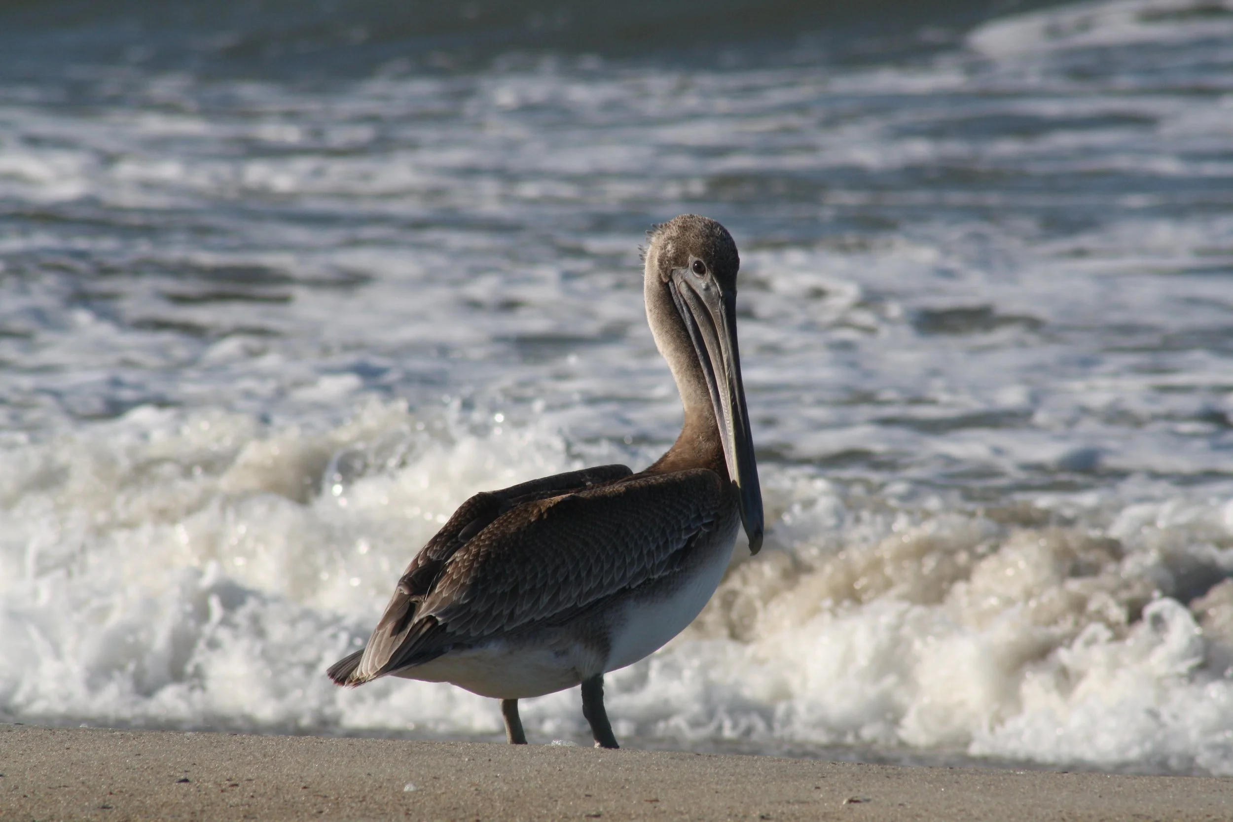 Brown Pelican, Tybee Island, GA, 2025.
