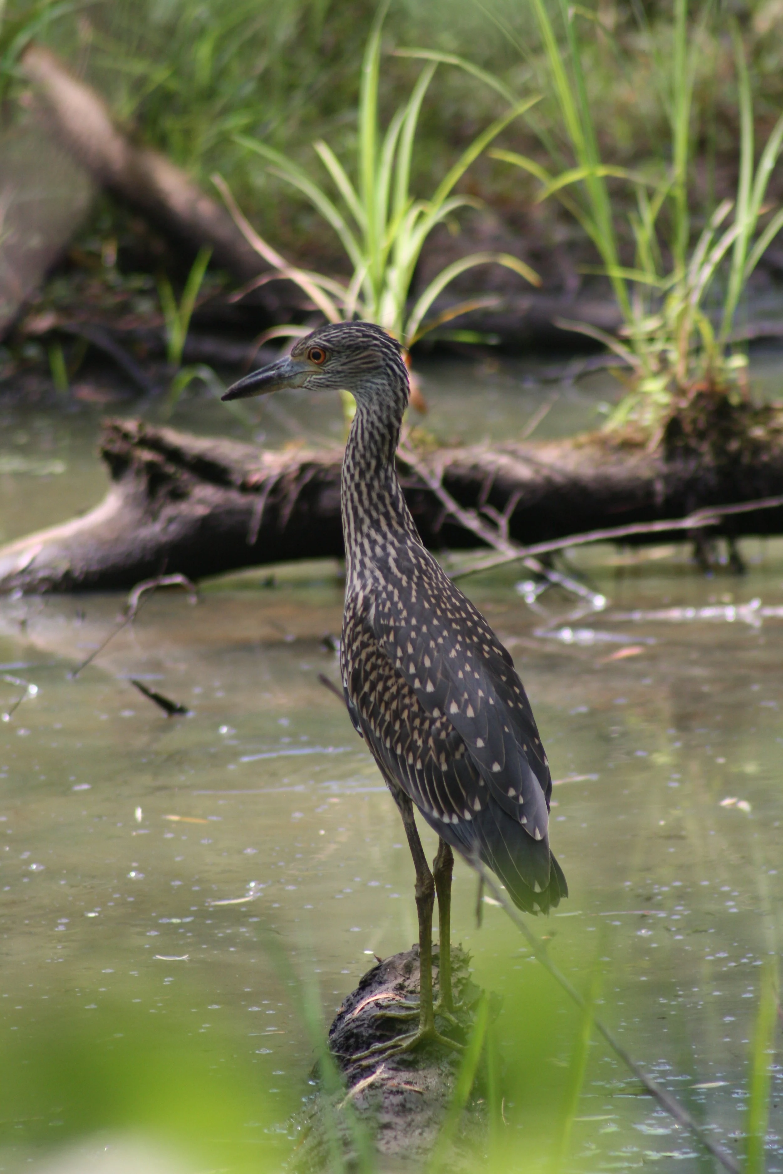 Yellow Crowned Night Heron, Suwanee, GA, 2025.
