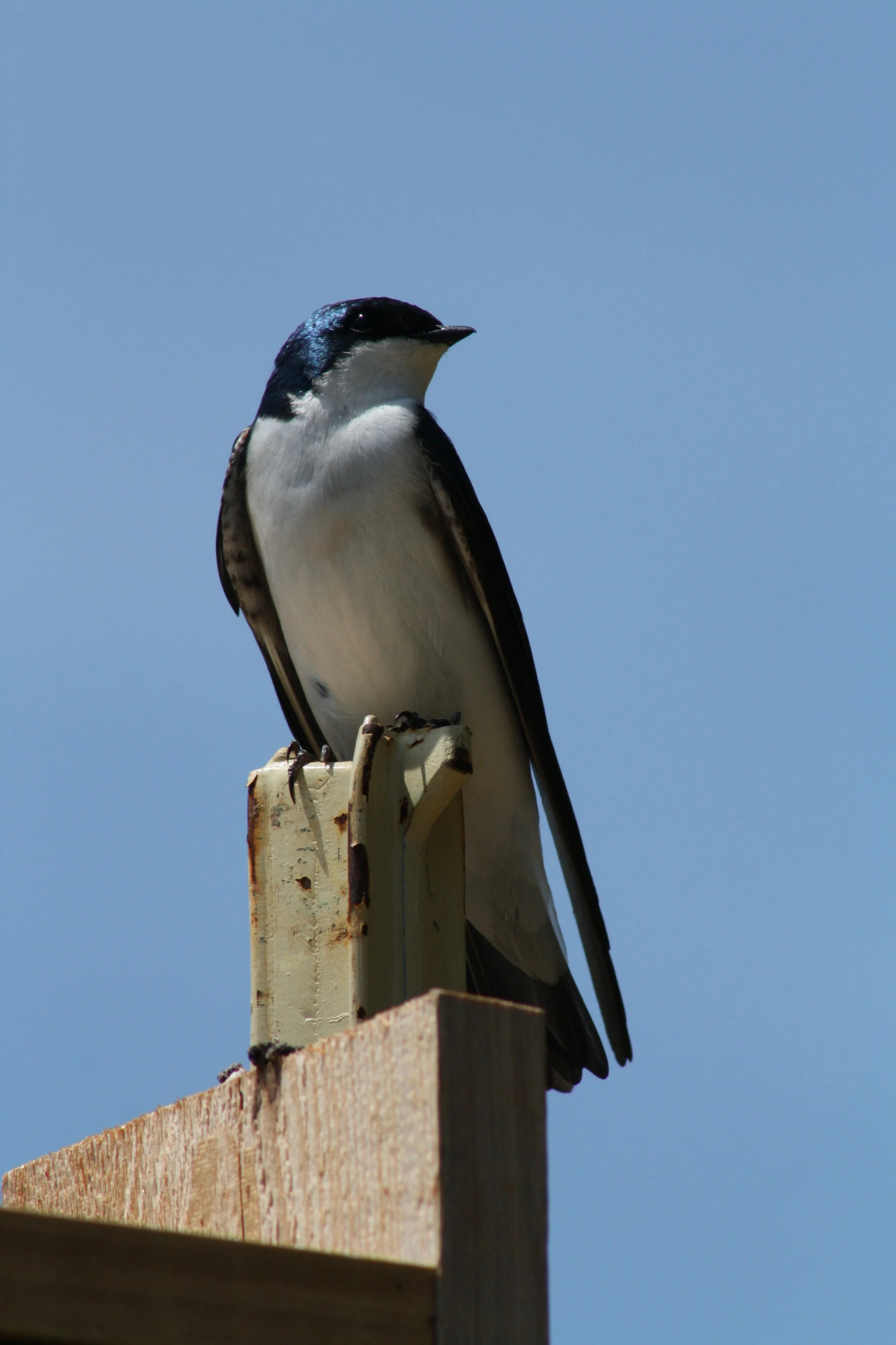 Tree Swallow, Panola Mountain, GA, 2025.