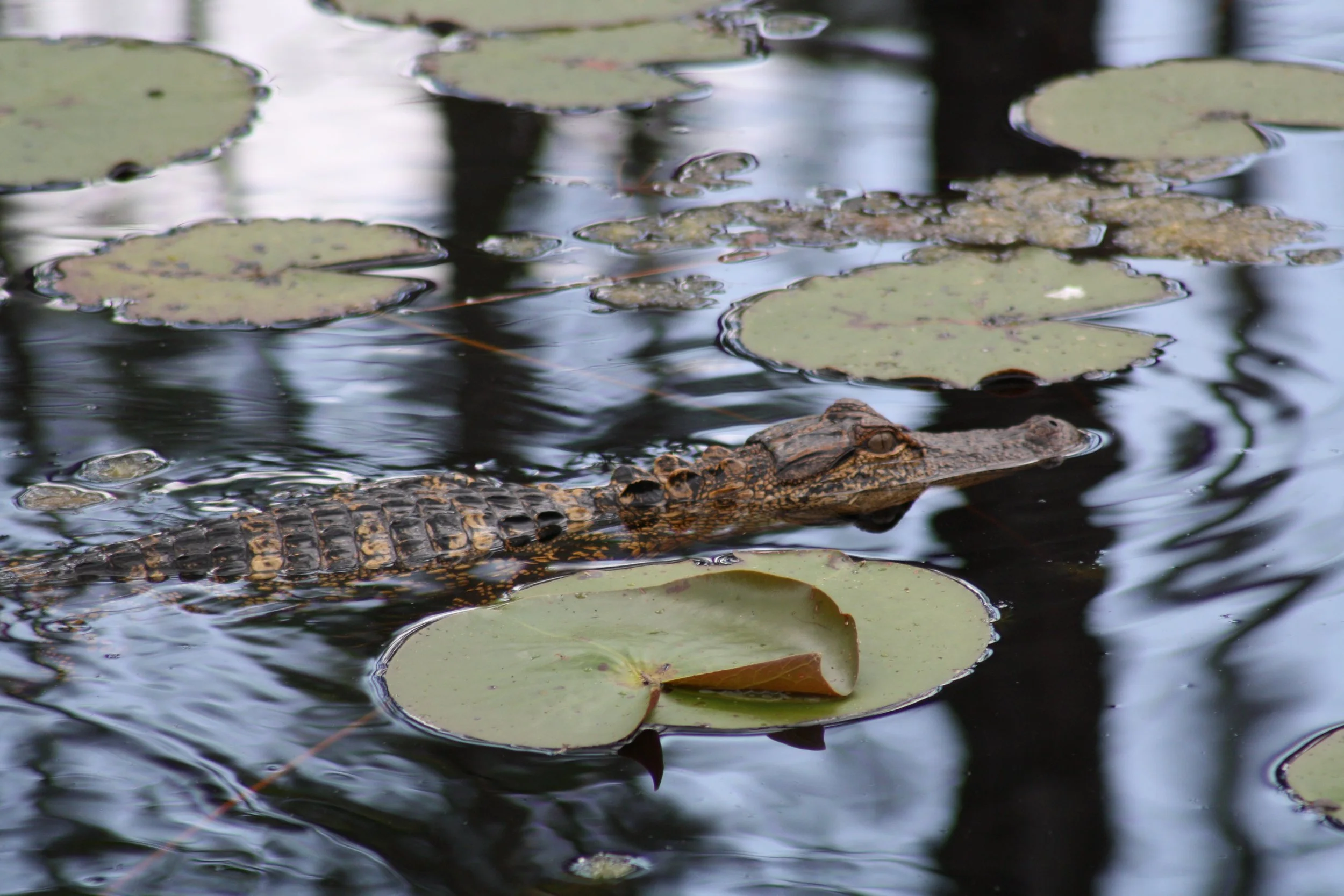 Alligator, Okefenokee Swamp, GA, 2025.