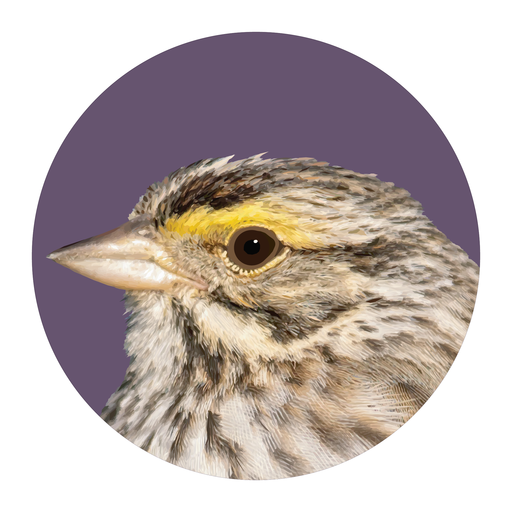 Savannah Sparrow