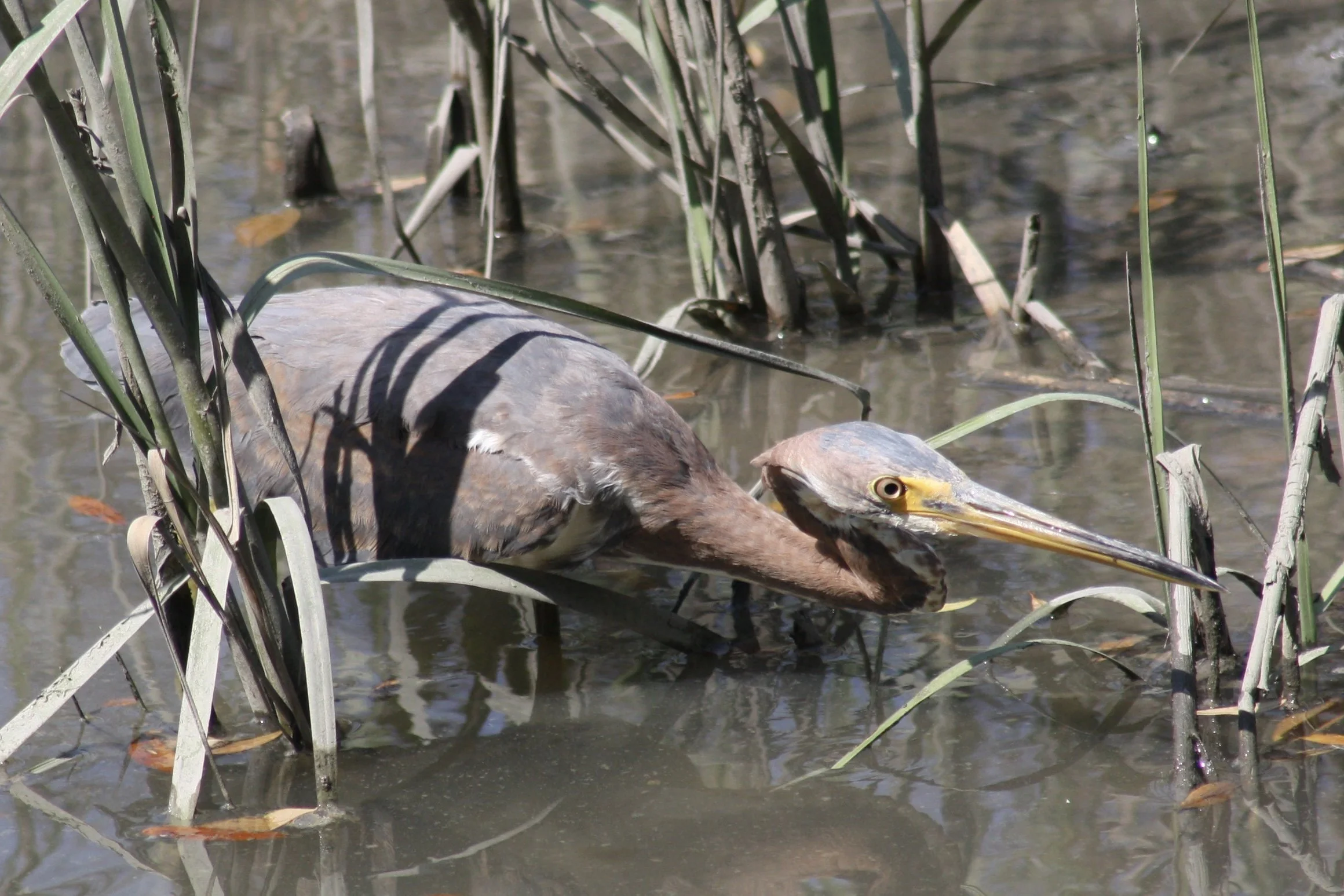 Tricolored Heron, Skidaway Island, GA, 2026.