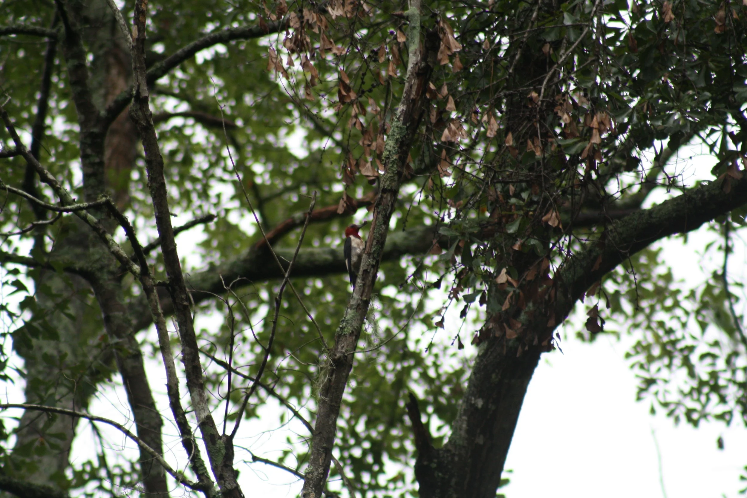 Red Headed Woodpecker, Pooler, GA, 2025.