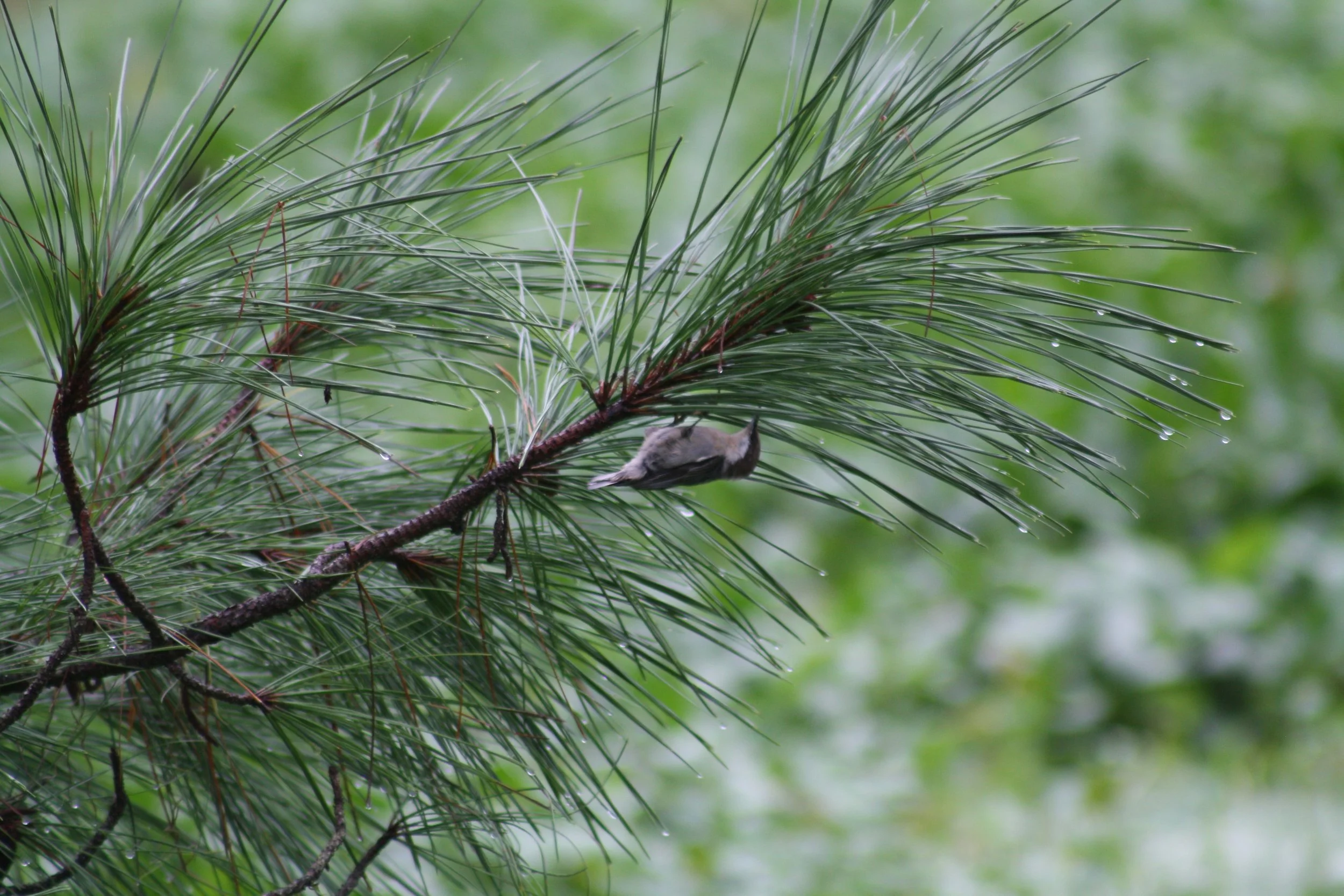 Brown Headed Nuthatch, Skidaway Island, GA, 2025.