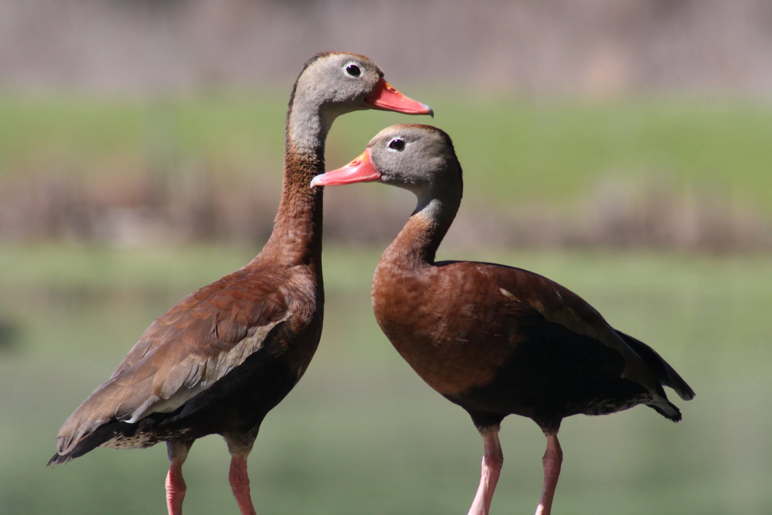 Black Bellied Whistling Duck, Hilton Head Island, SC, 2026.