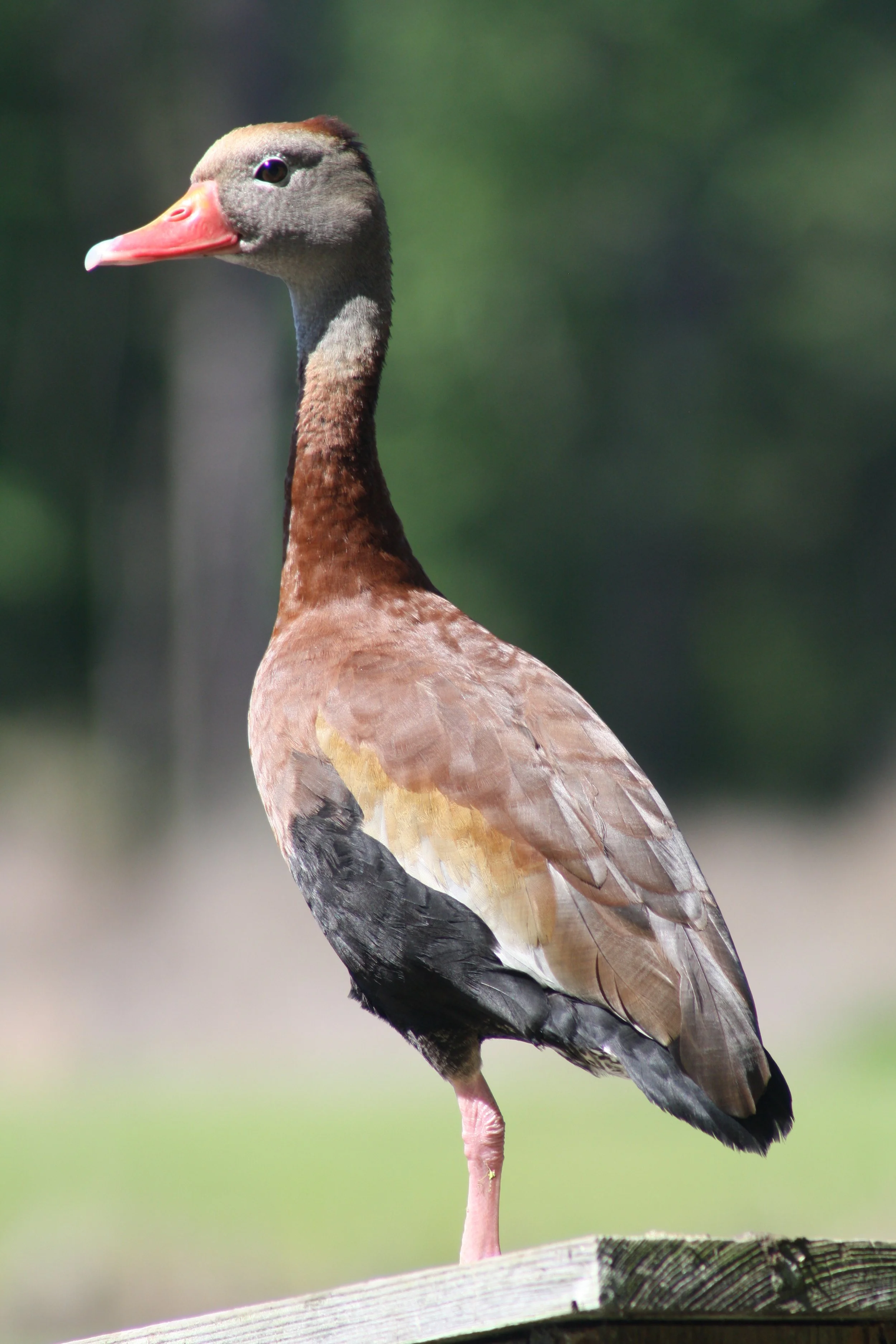 Black Bellied Whistling Duck, Hilton Head Island, SC, 2026.