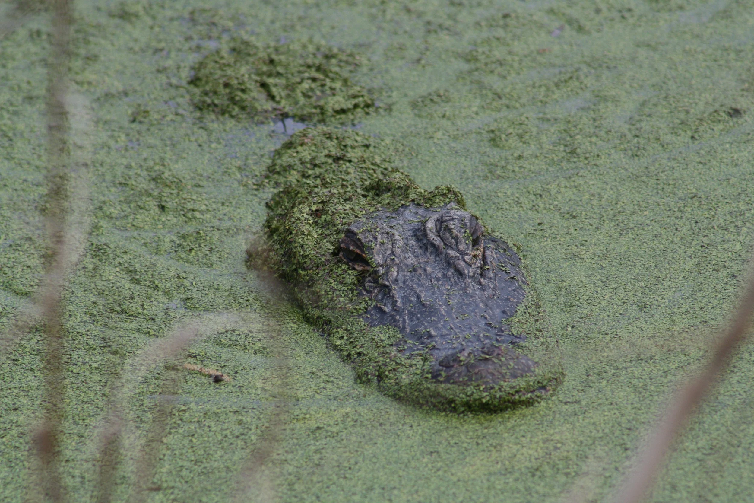 Alligator, Hilton Head Island, SC, 2026.