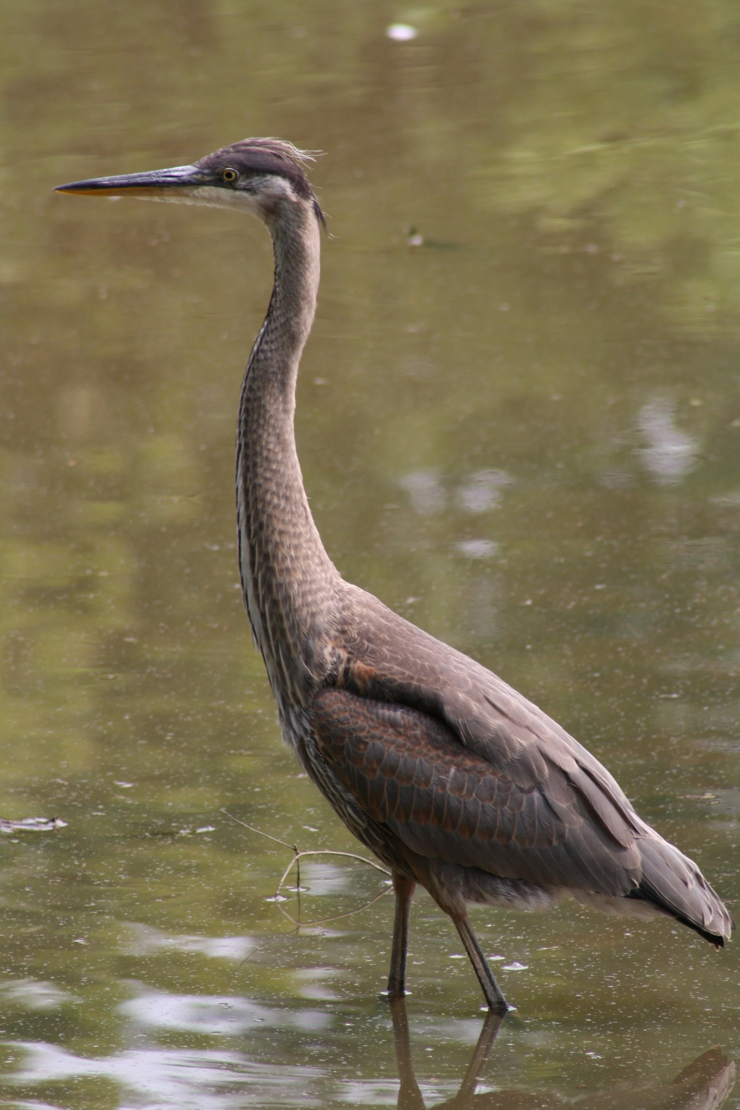 Great Blue Heron, Atlanta, GA, 2025.