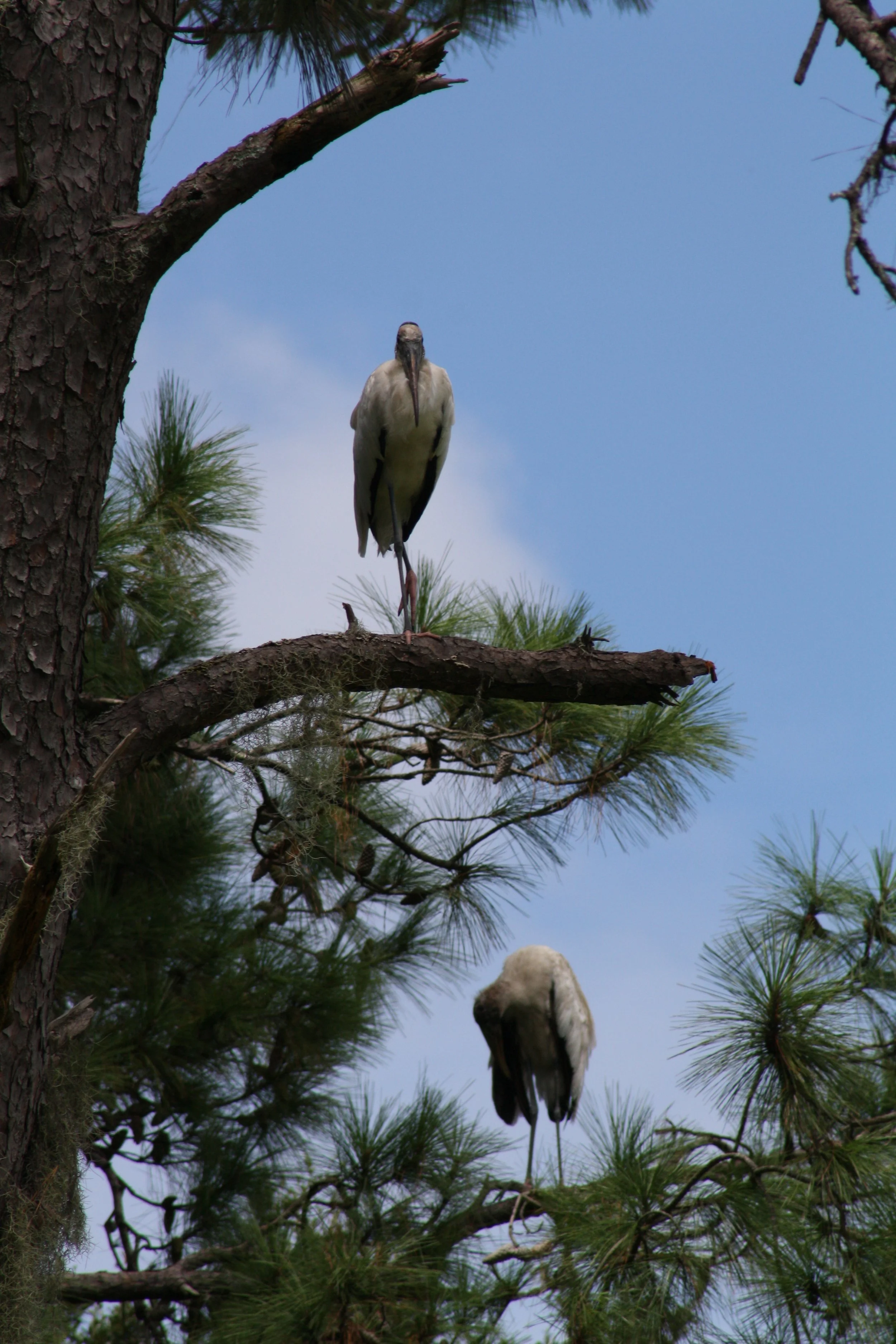 Wood Stork, Skidaway Island, GA, 2025.