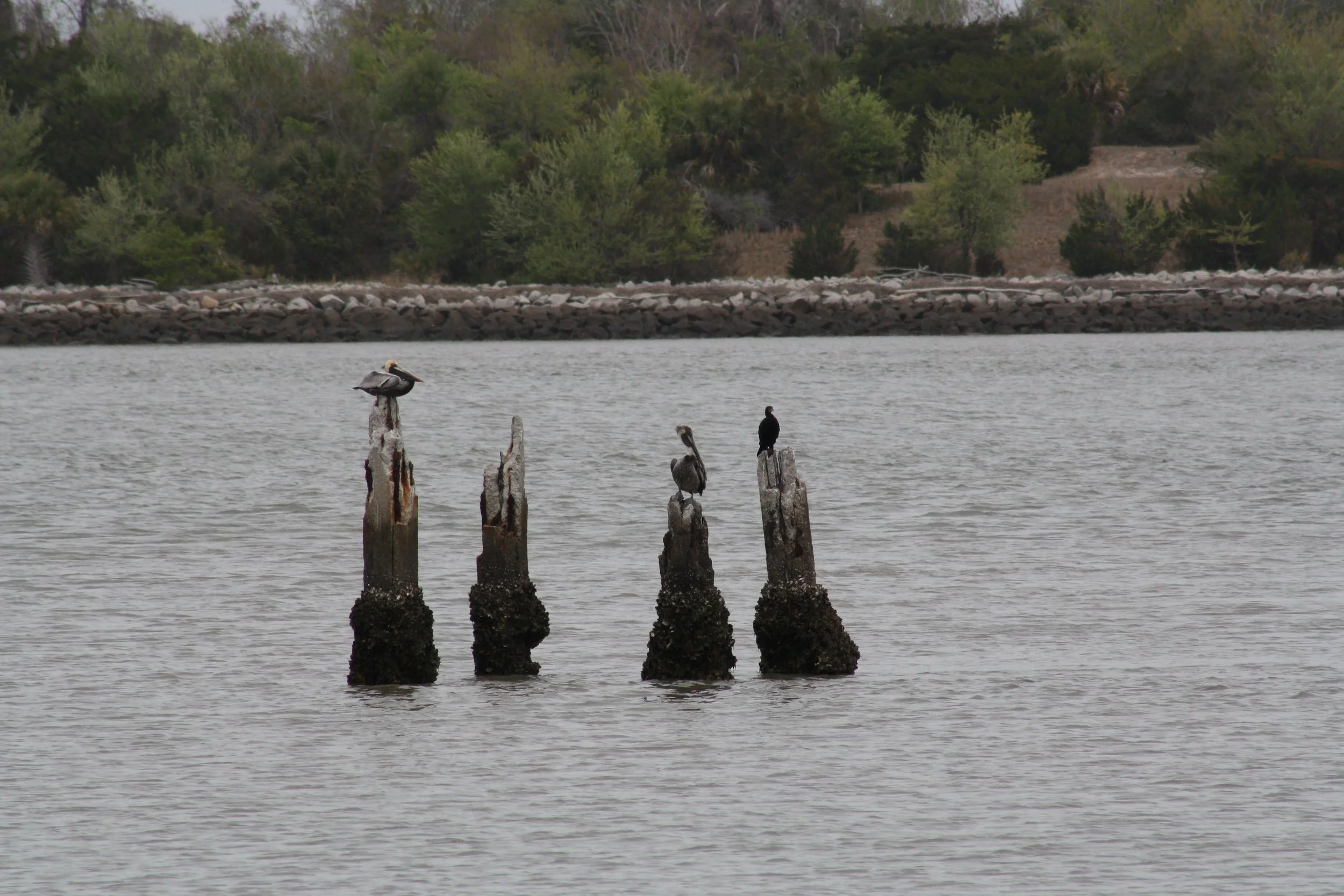 Brown Pelican and Double Crested Cormorant, Fort Pulaski, GA, 2025.