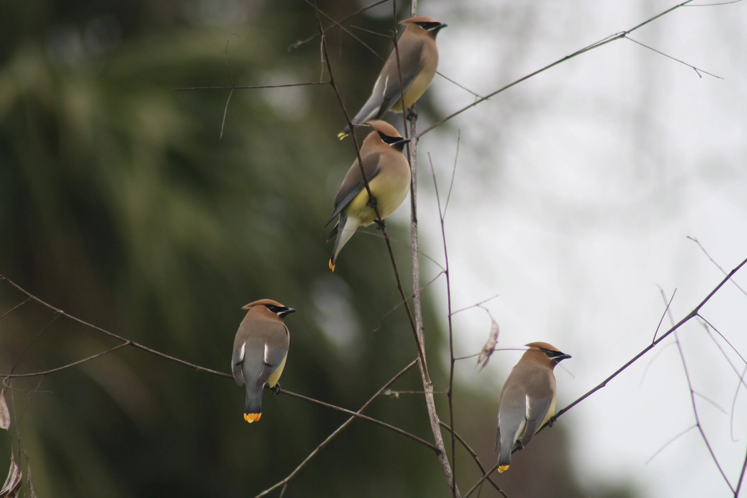 Cedar Waxwing, Hilton Head Island, SC, 2026.