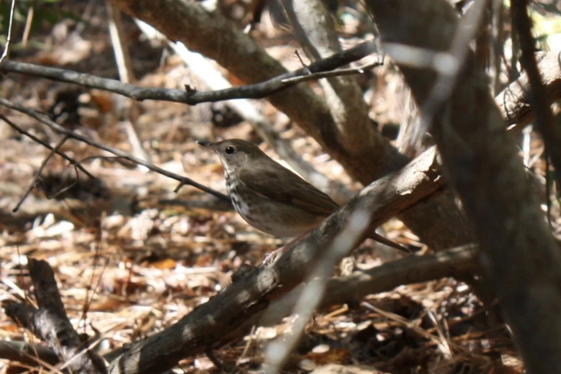 Hermit Thrush, Skidaway Island, GA, 2025.