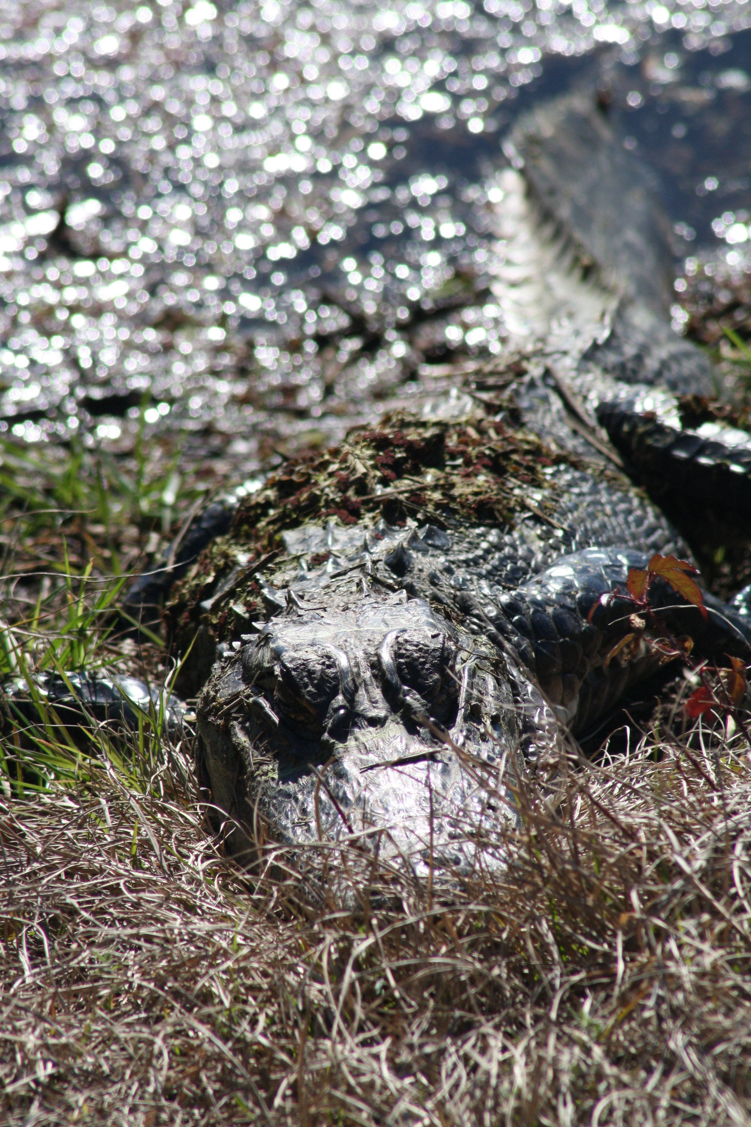 Alligator, Savannah, GA, 2026.