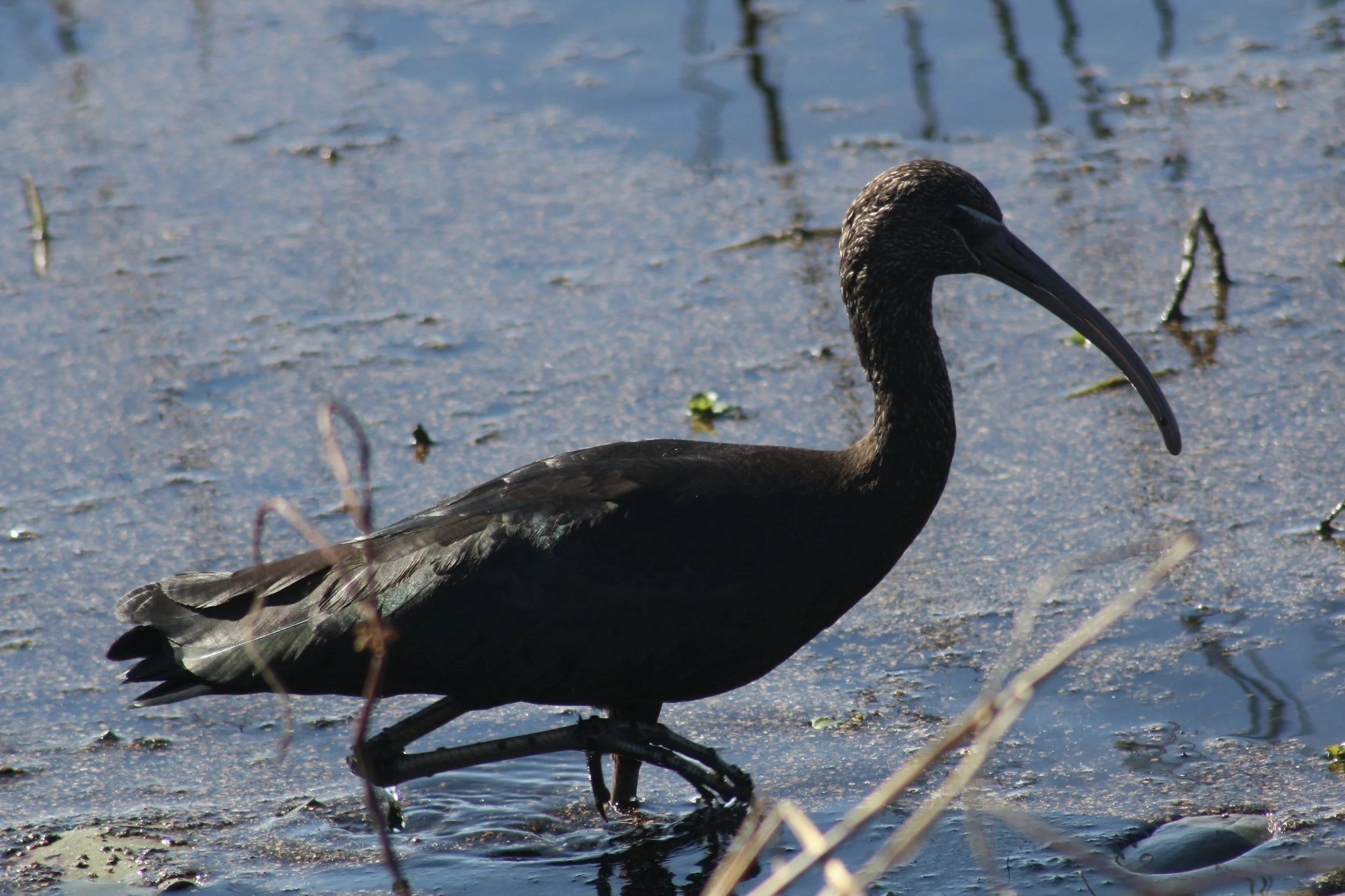 Glossy Ibis, Savannah, GA, 2026.