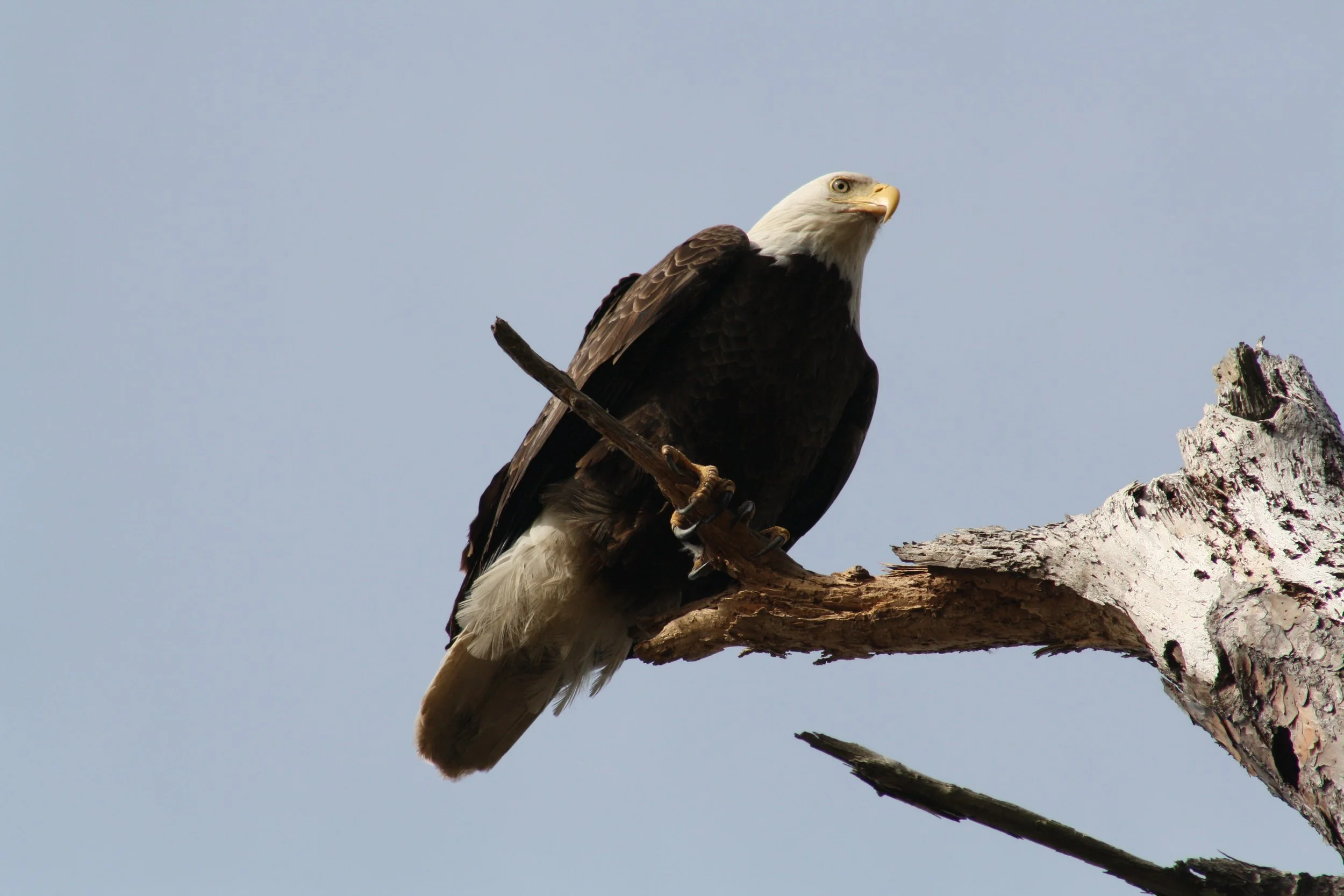 Bald Eagle, Fort Pulaski, GA, 2026.