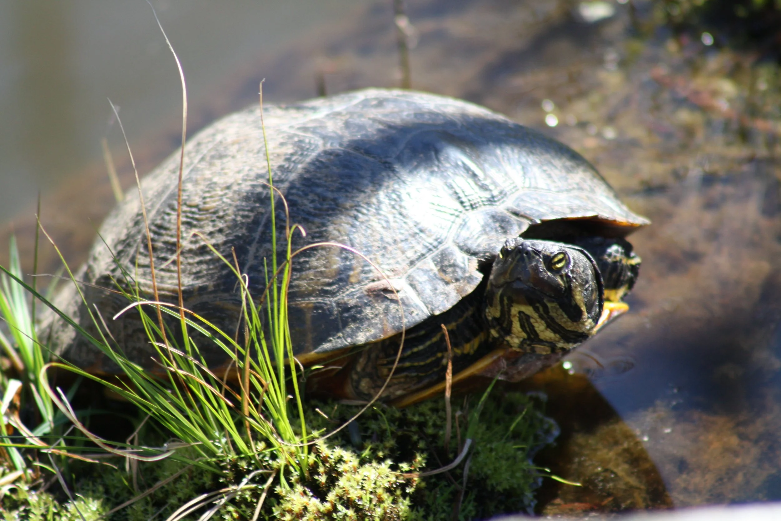 Turtle, Cochran Shoals, GA, 2025.