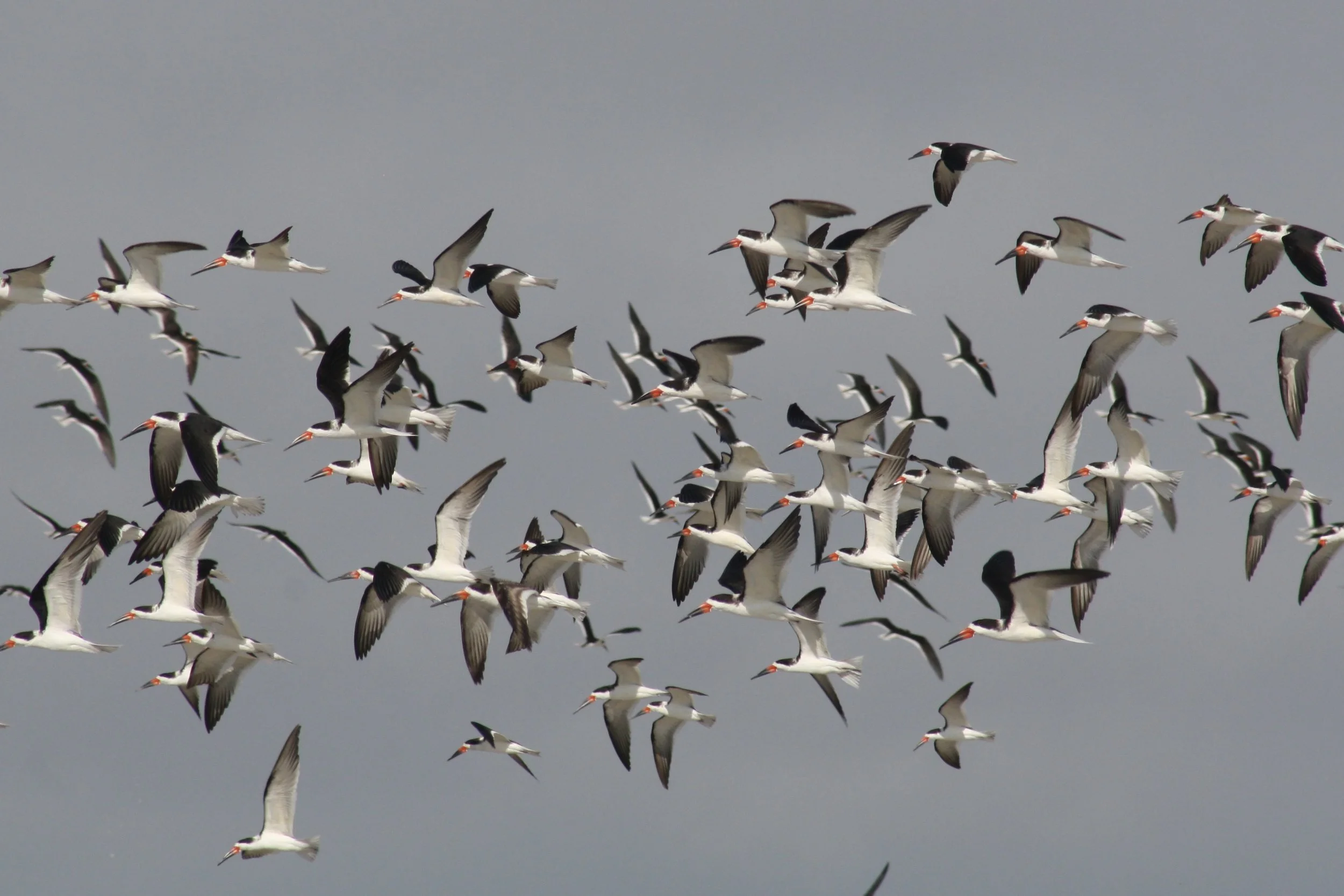 Black Skimmer, Tybee Island, GA, 2026.
