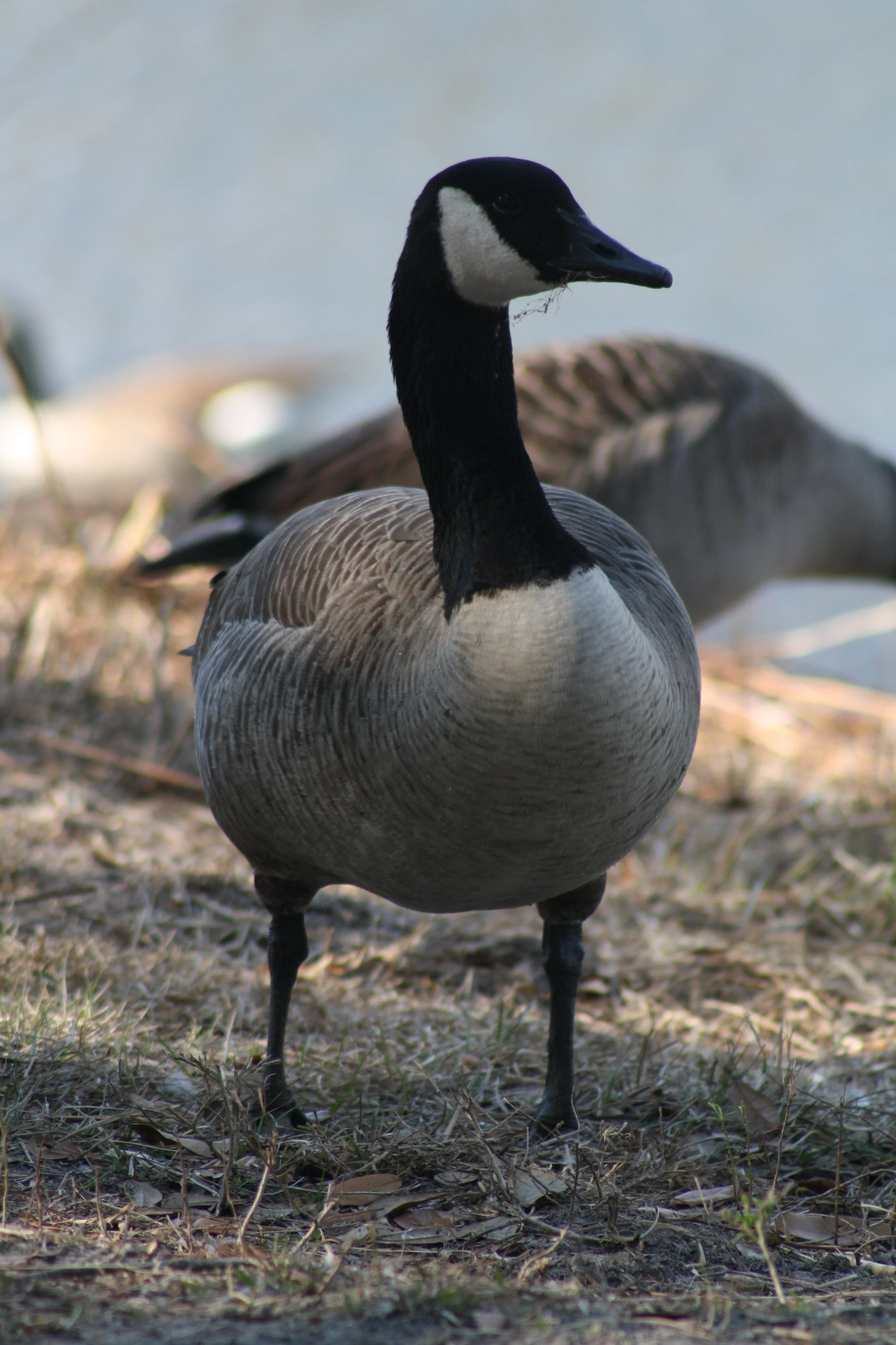 Canada Goose, Savannah, GA, 2026.