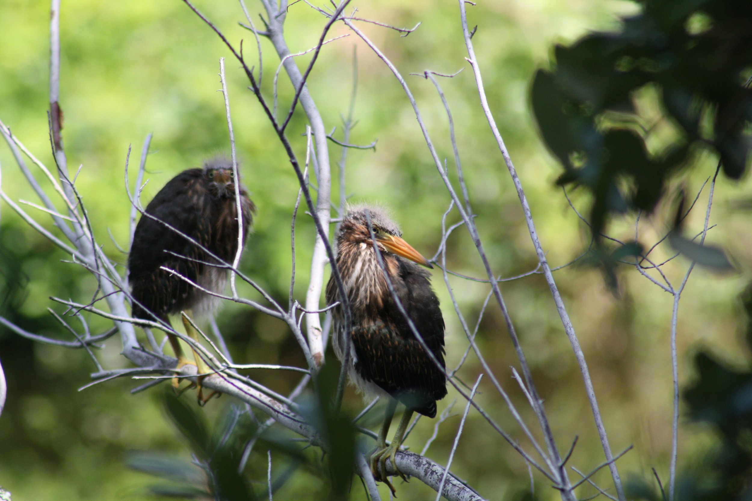 Green Heron, Jekyll Island, GA, 2025.