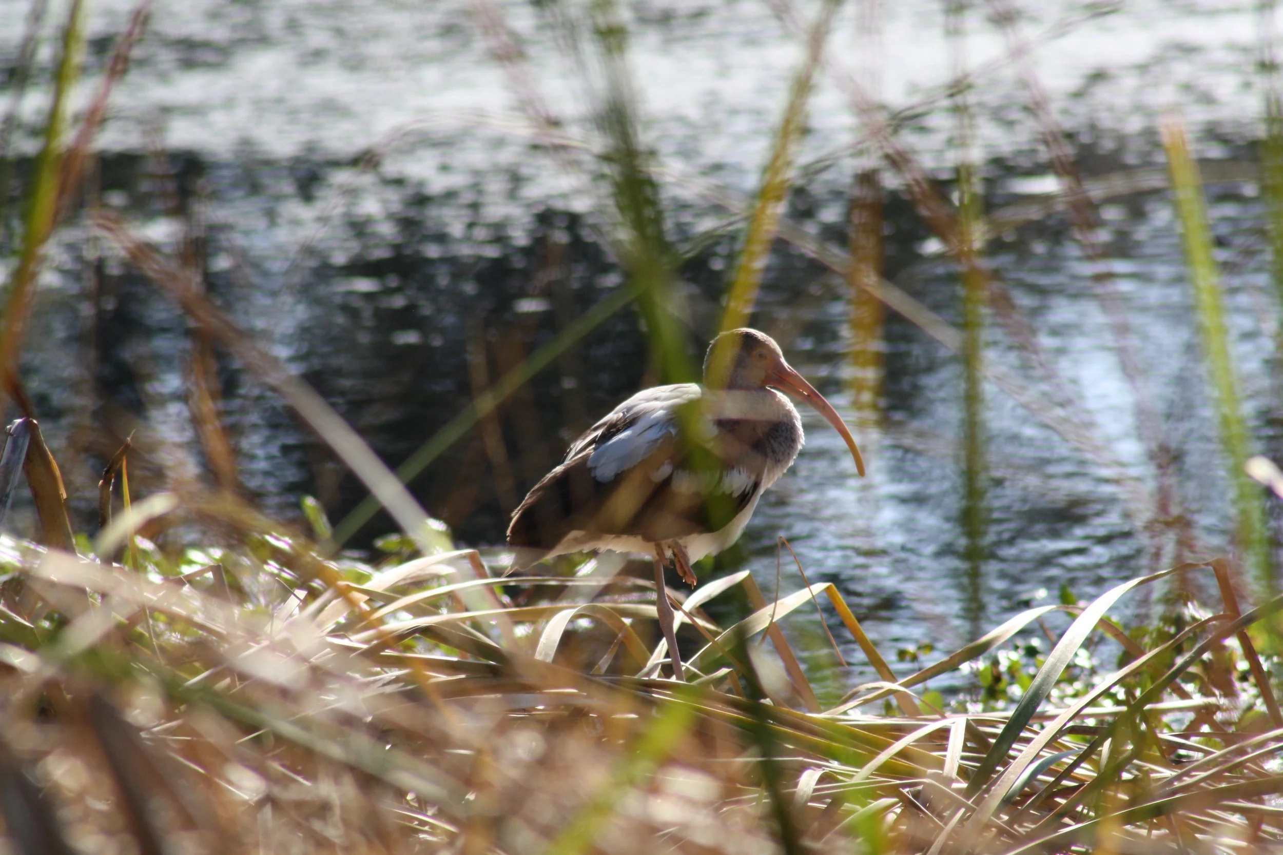 White Ibis, Skidaway Island, GA, 2025.