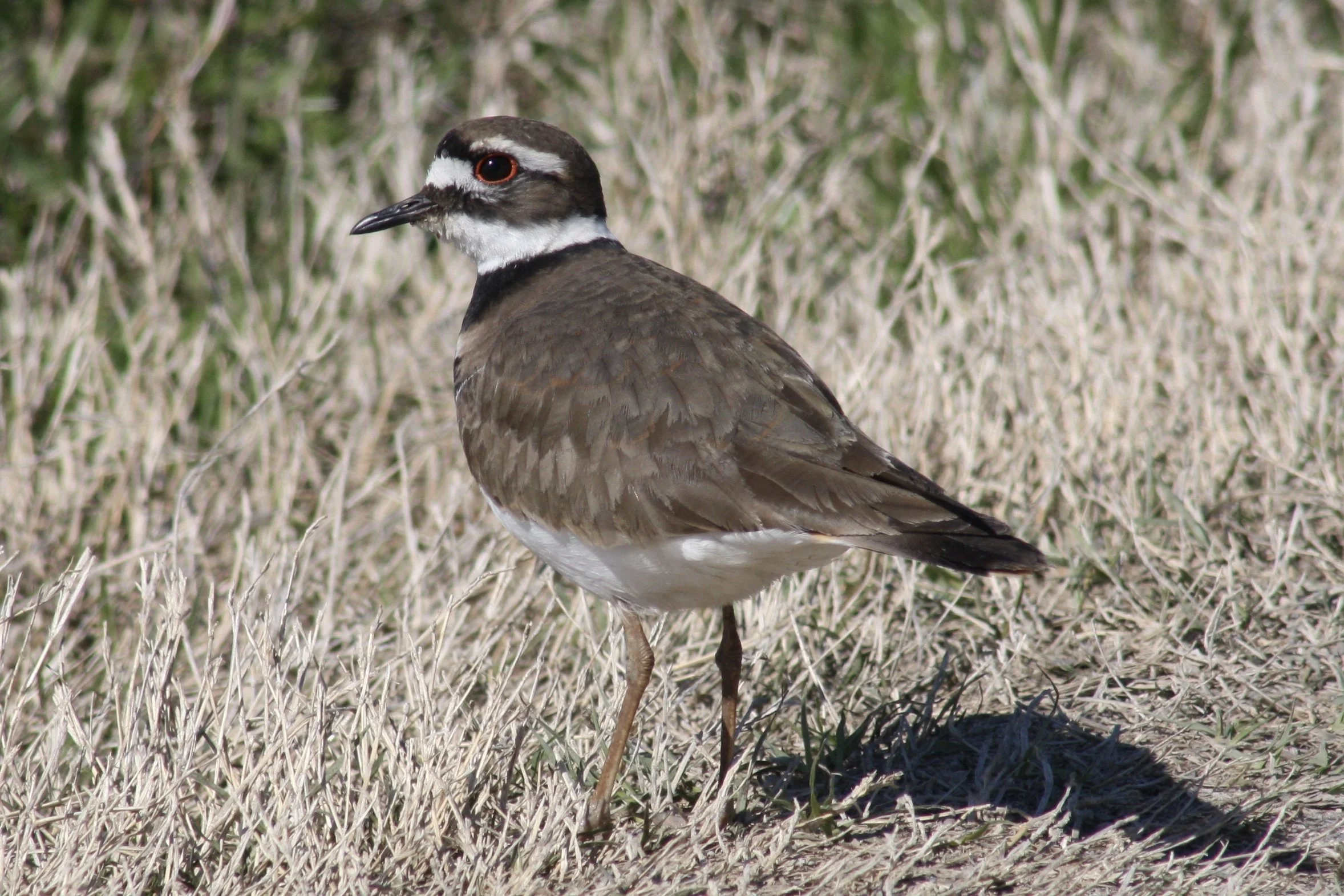 Killdeer, Savannah, GA, 2026.