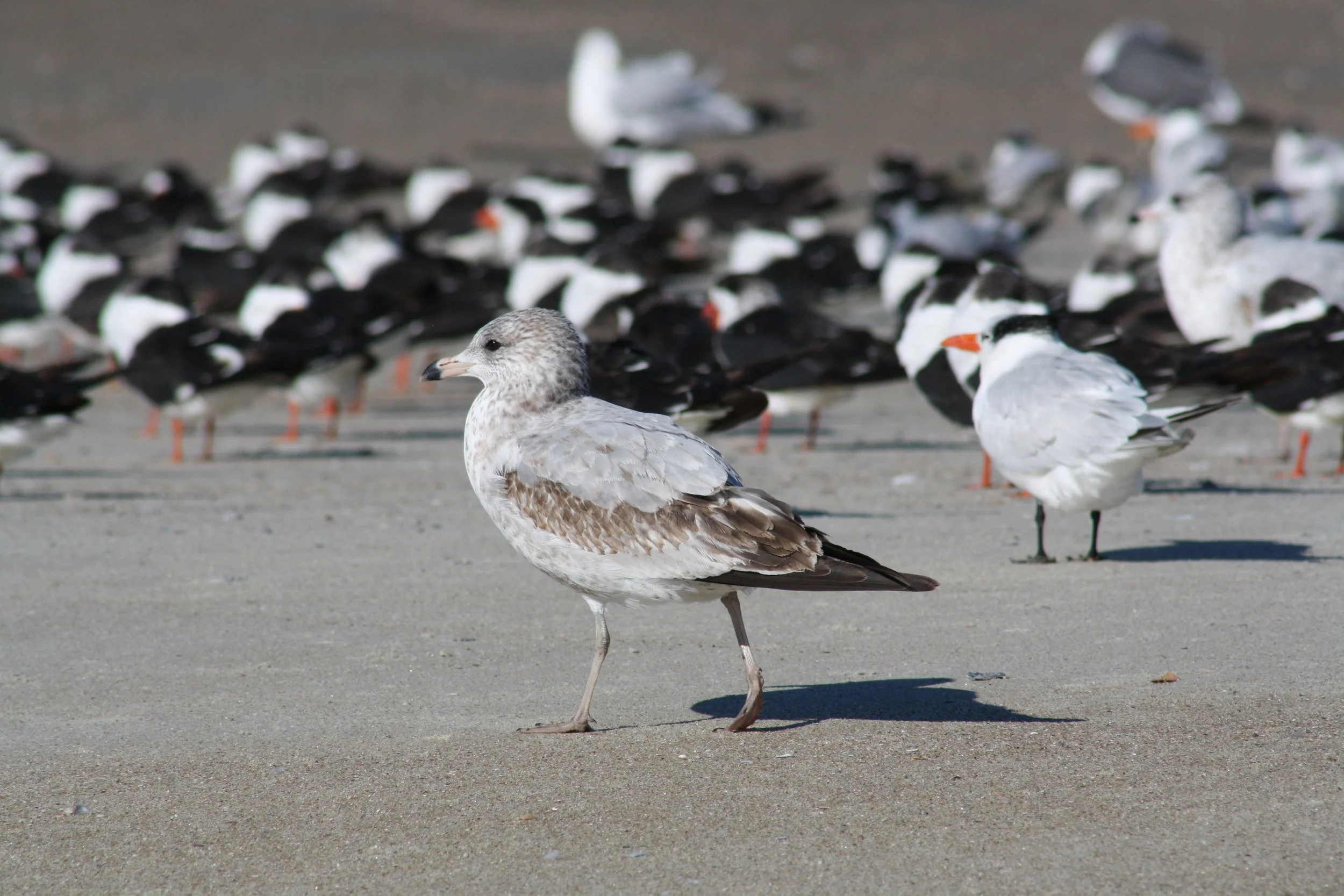 Ring Billed Gull, Tybee Island, GA, 2025.