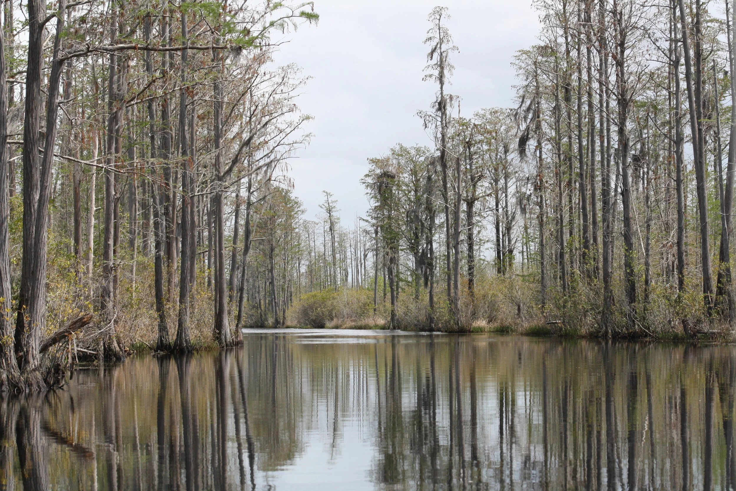 Okefenokee Swamp, GA, 2025.