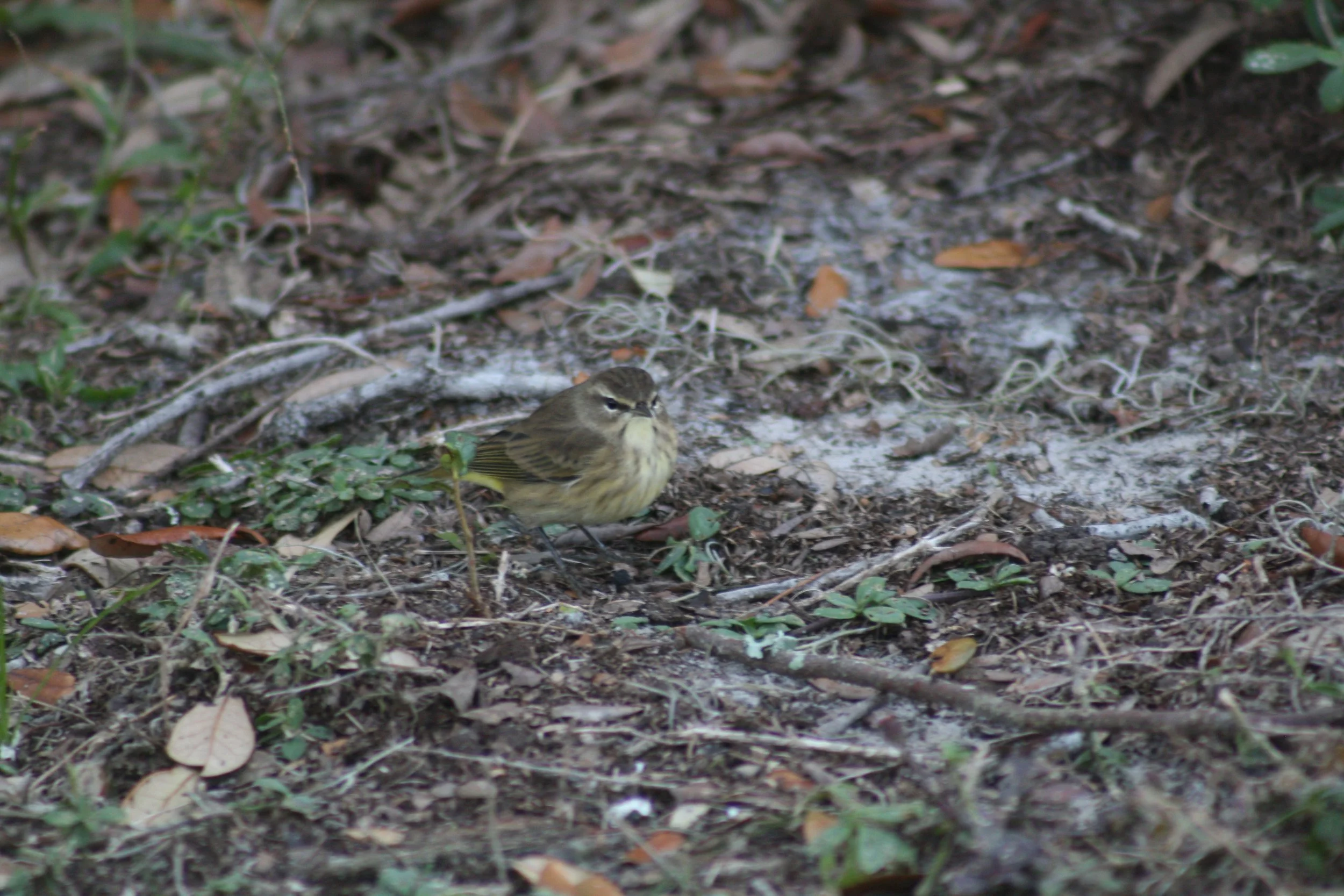 Palm Warbler, Jekyll Island, GA, 2025.