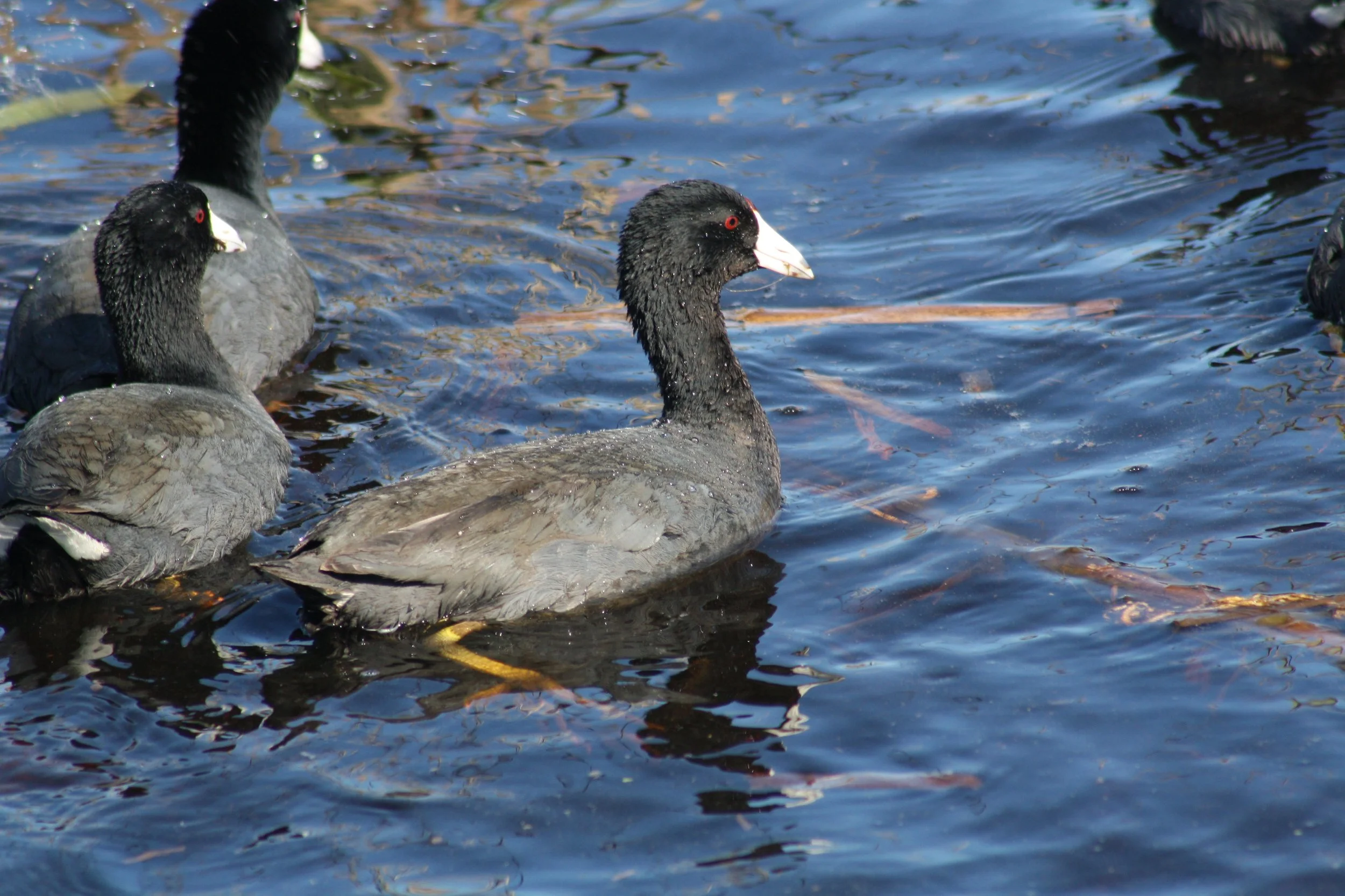 American Coot, Savannah, GA, 2026.