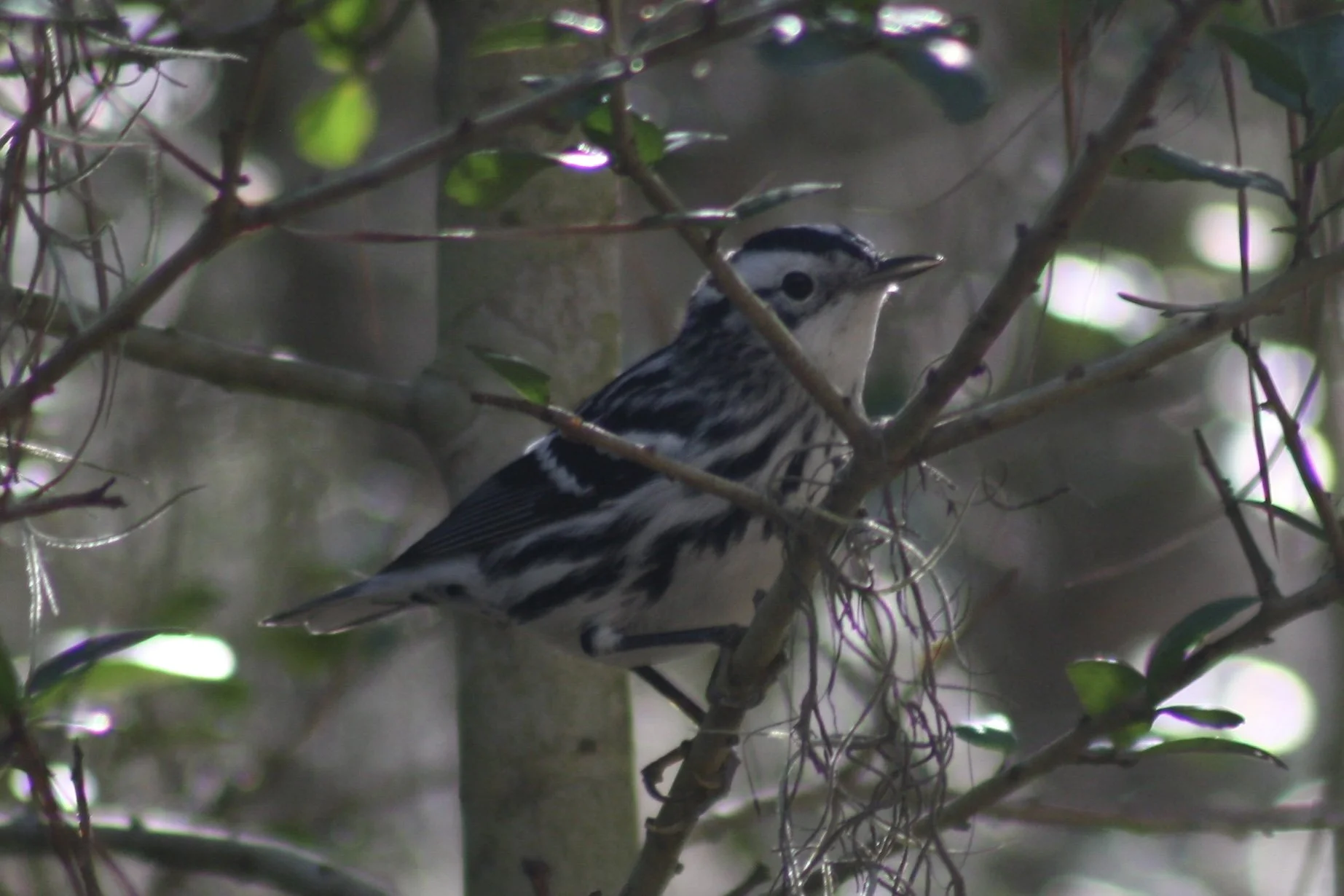 Black and White Warbler, Skidaway Island, GA, 2026.
