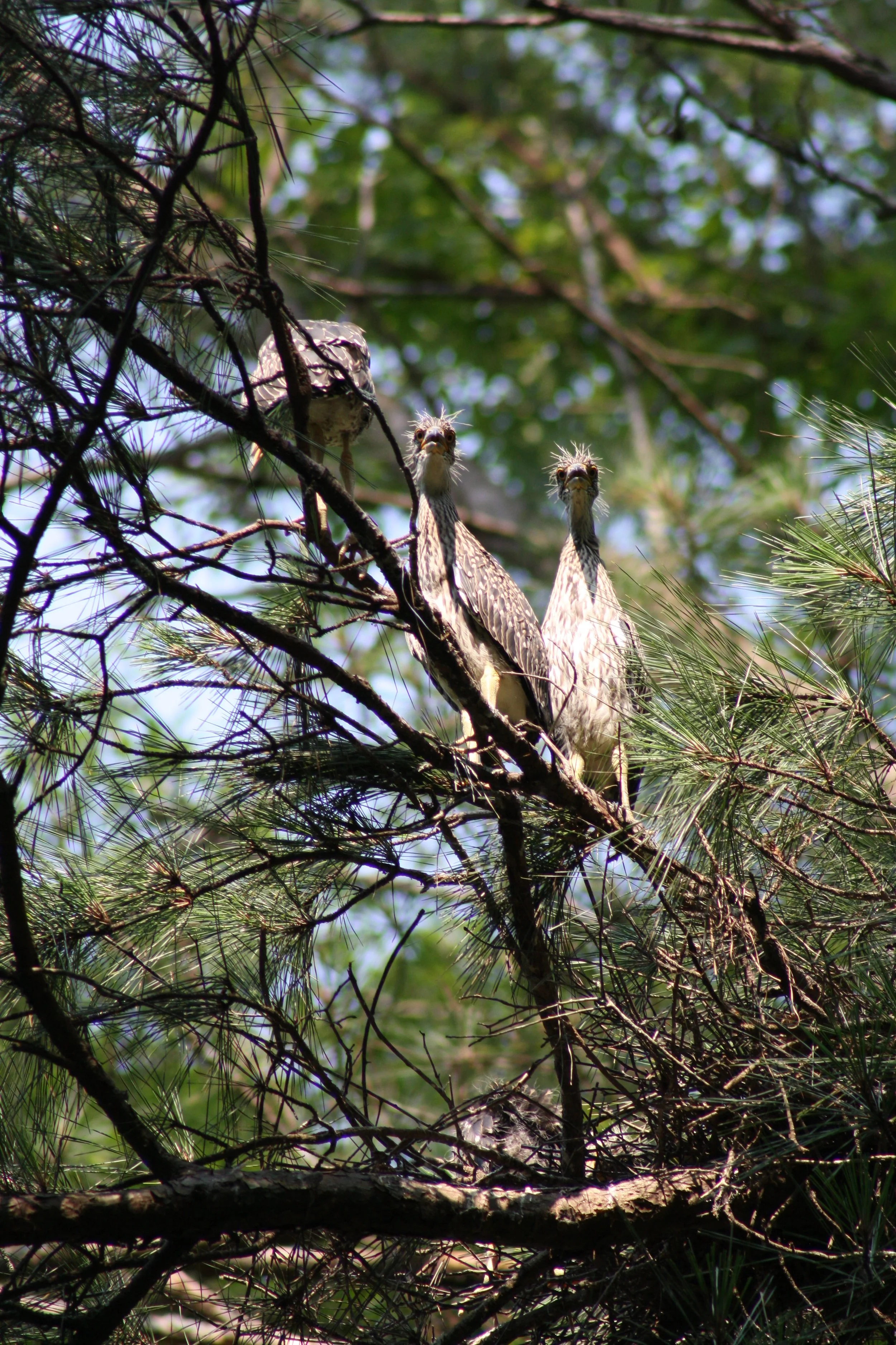 Yellow Crowned Night Heron, Cochran Shoals, GA, 2025.