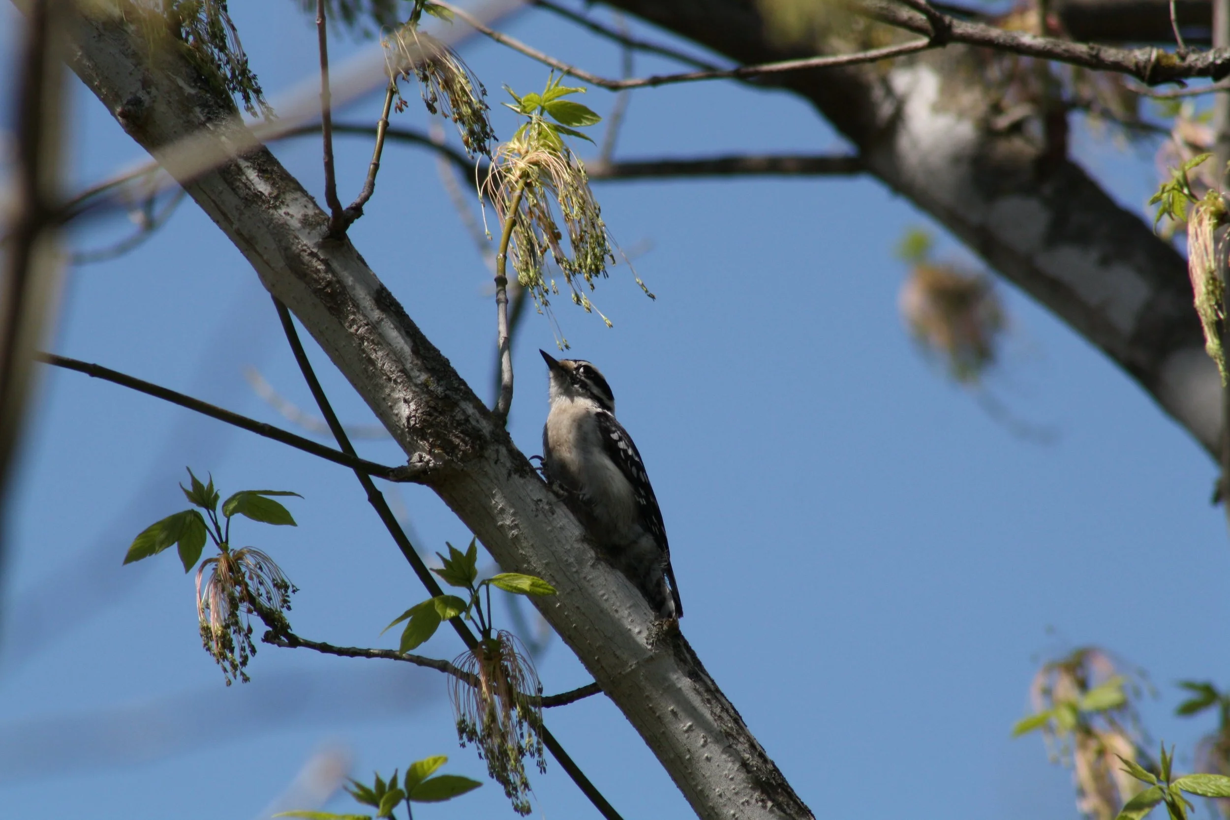 Downy Woodpecker, Roswell, GA, 2025.