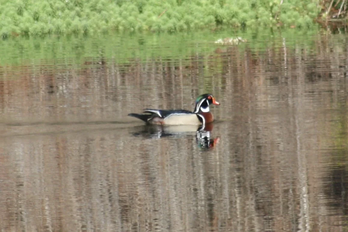 Wood Duck, Jekyll Island, GA, 2026.