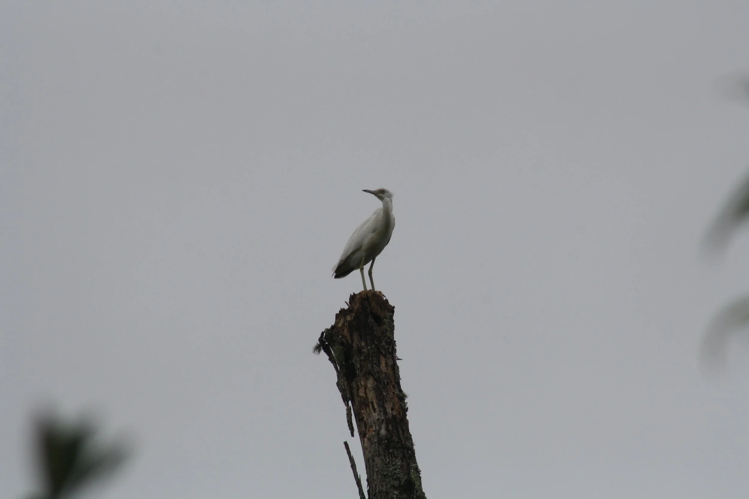 Little Blue Heron, Suwanee, GA, 2025.