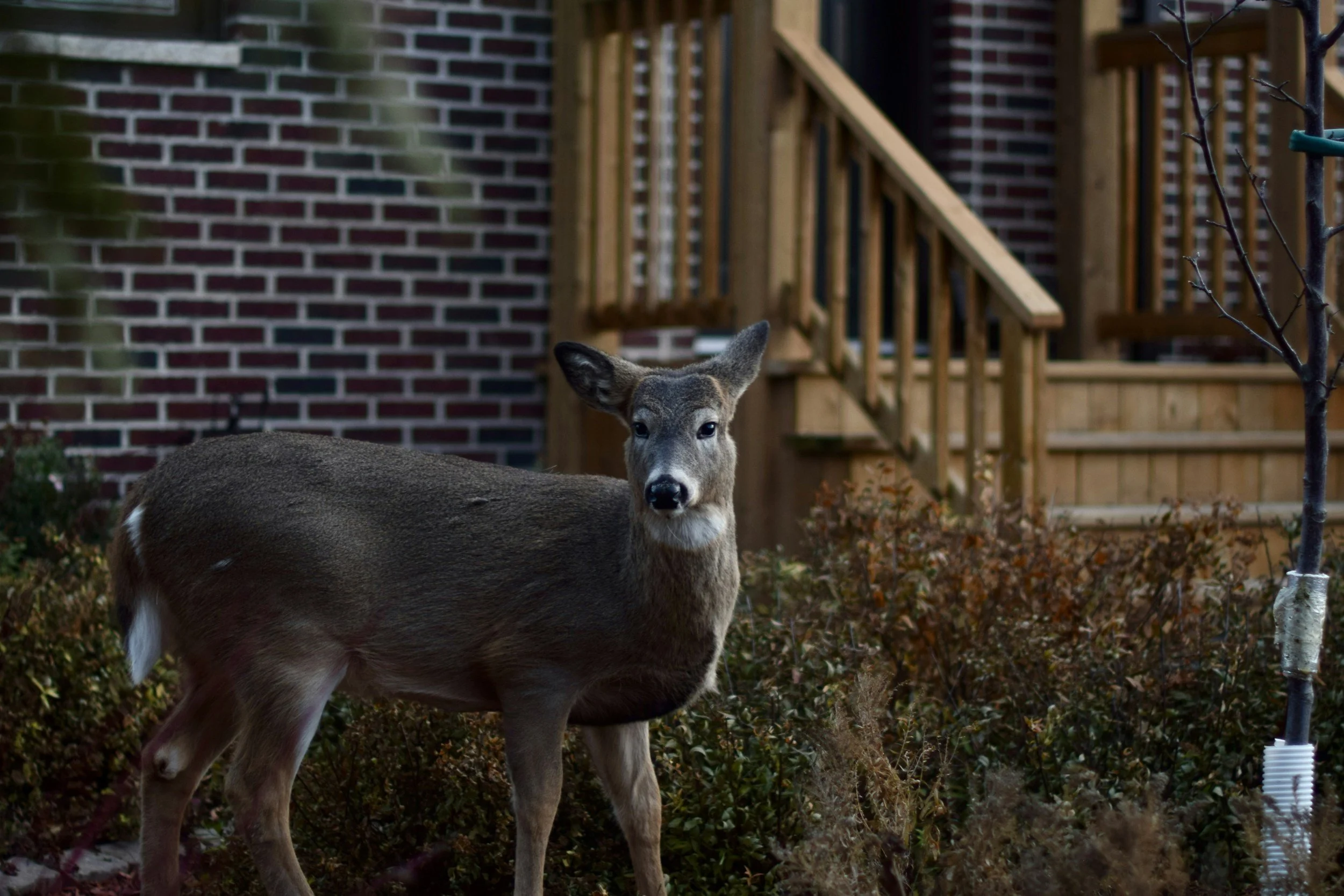 The Night Shift: Urban Deer Culling, Impossible Decisions, &amp; Why the Data Never Seems to Be Enough