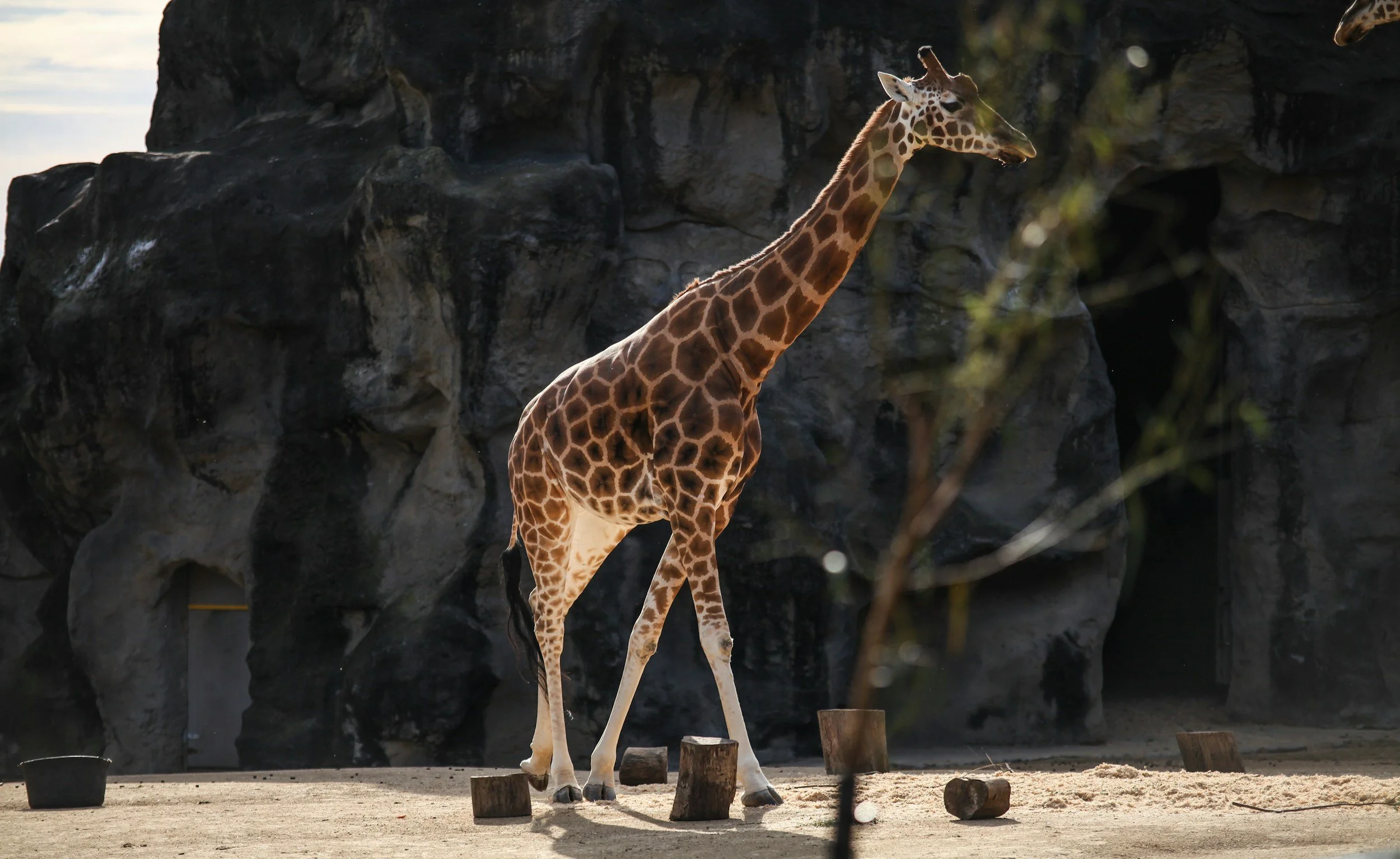 The Tallest Animal in the Room: What Zoos Don't Say About Giraffe Conservation
