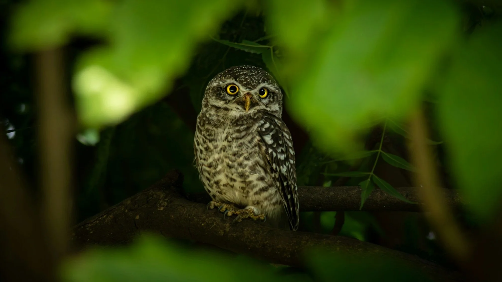 The owl and the chainsaw — and the Gun: Spotted Owls, Old Growth, and the Conservation Problem That Refuses to Stay Solved