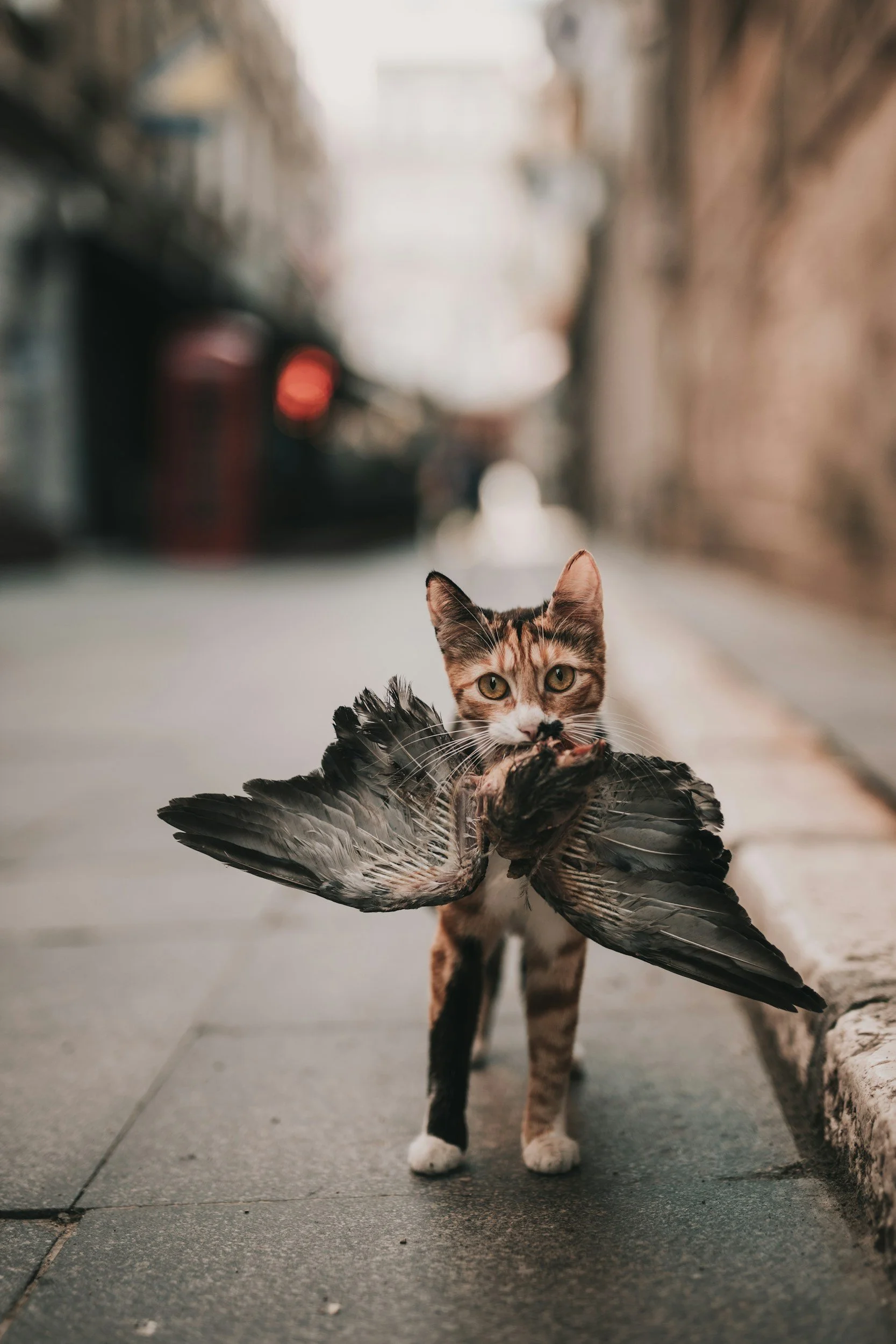 The One That Splits the Room: Feral Cats, Conservation Science, and the Community We Can't Agree On