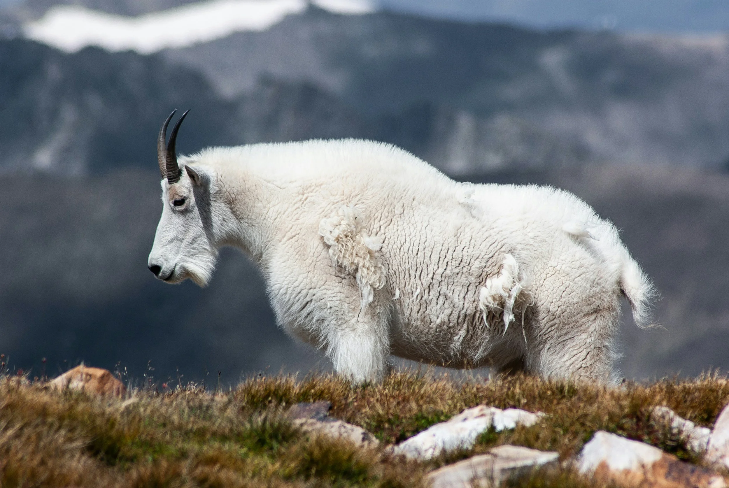 What "Native" Actually Costs: Mountain Goats, Olympic National Park, and the Price of Ecological Honesty