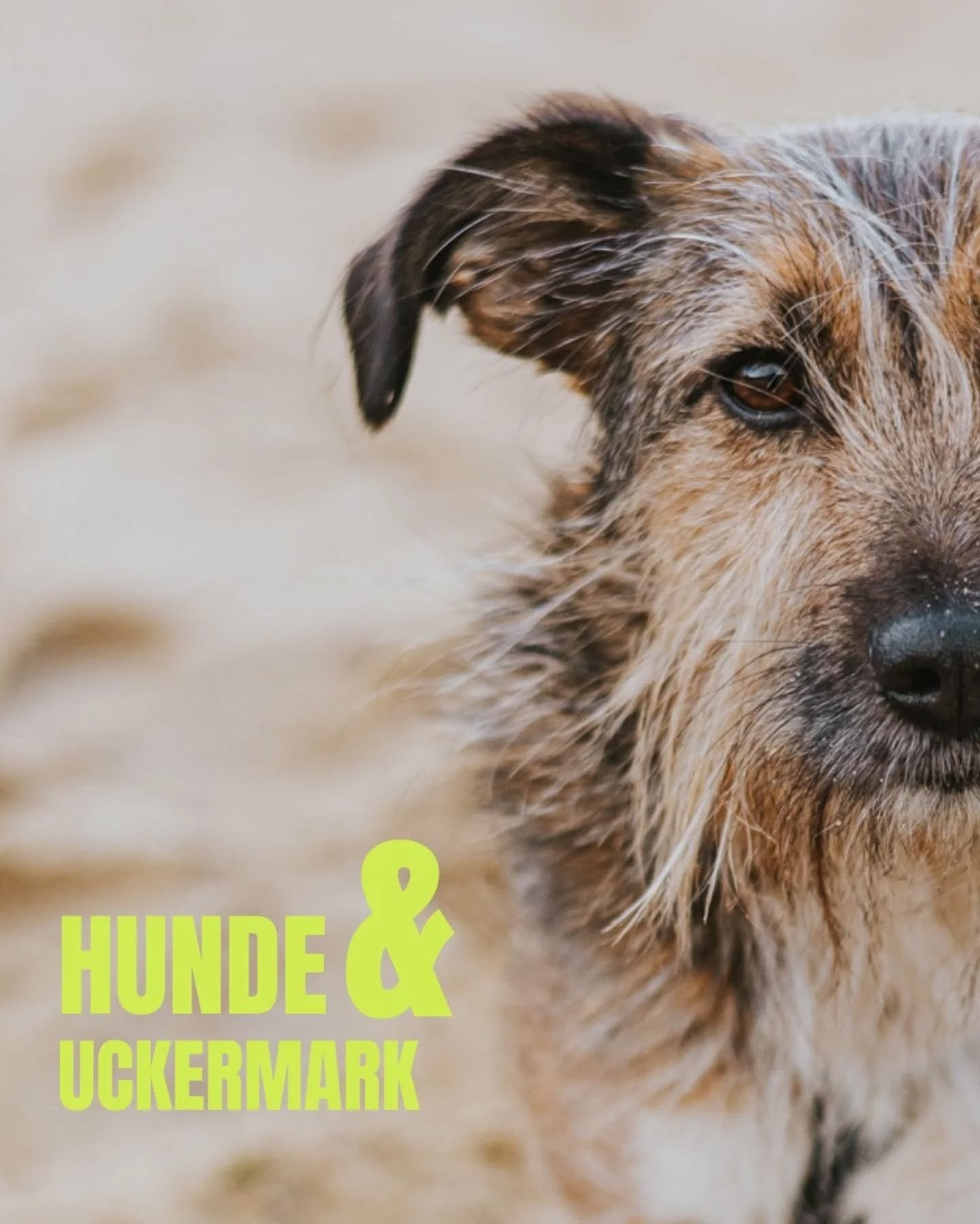Hunde &amp; Uckermark &ndash; schn&uuml;r die Wanderschuhe, pack Snacks f&uuml;r dich und deinen Hund ein &ndash; und komm mit auf unser n&auml;chstes Wanderwochenende!

Dieses Mal f&uuml;hrt uns die Route durch die Weite der Uckermark &ndash; entspa