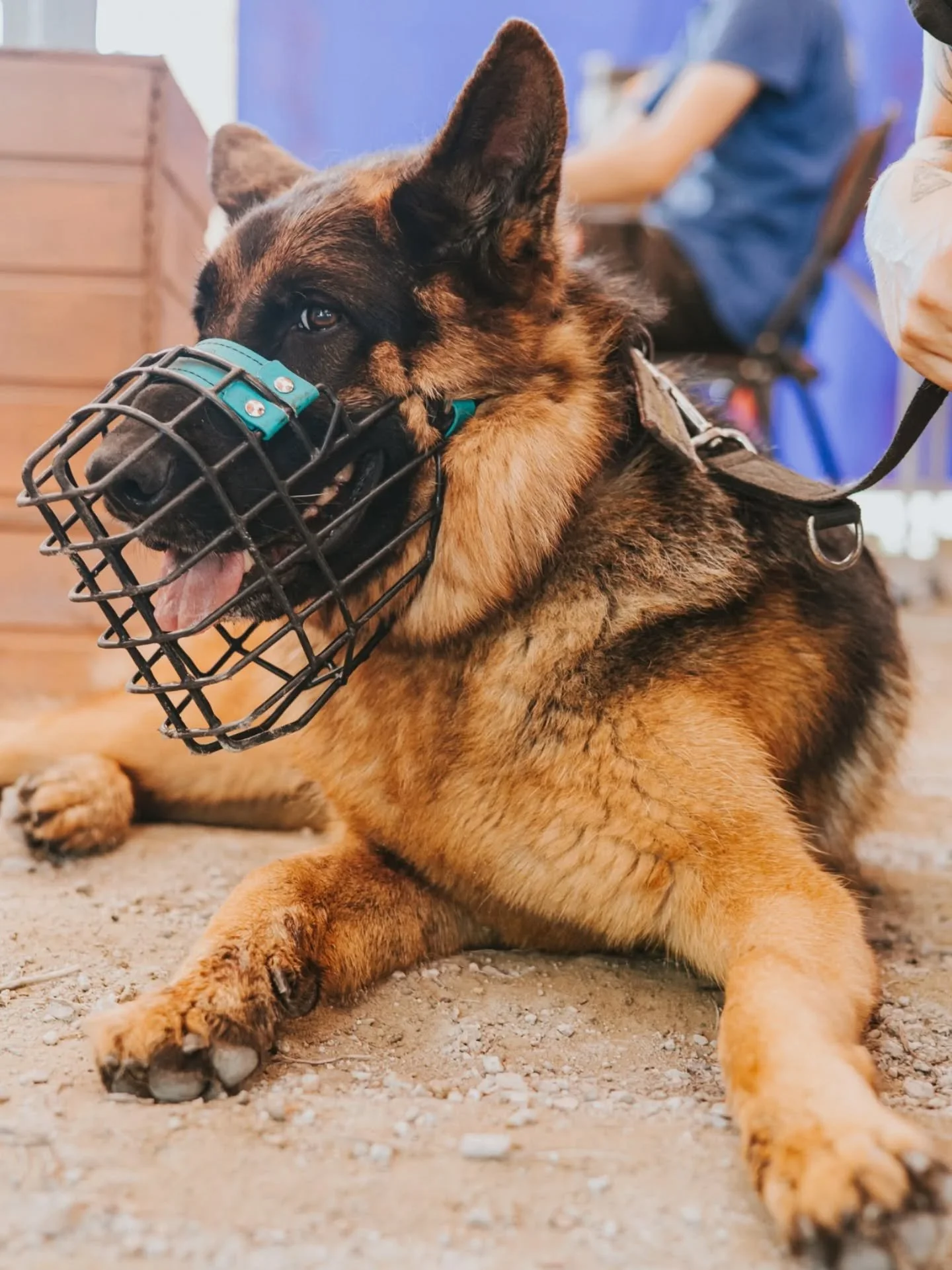 das ding mit der box. irgendwie gehört sie mittlerweile zur grundausstattung mit welpen/junghund. laut tierschutzgesetz darf sie nicht geschlossen werden. laut so mancher anleitung durch trainer:innen sollte man auf jeden fall mal die tür s