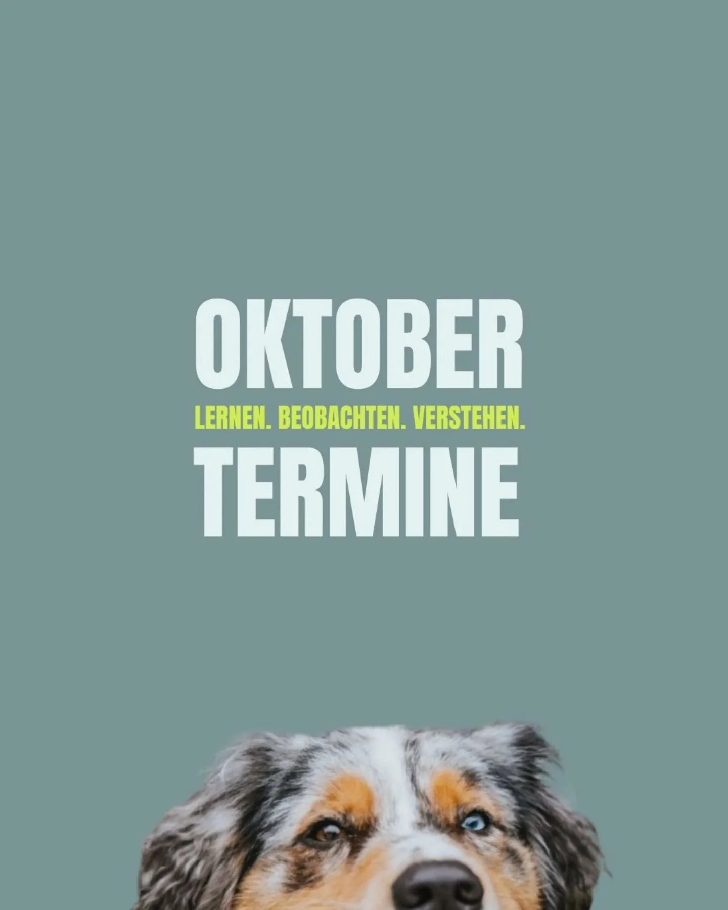schon oktober? dieses jahr vergeht wie im flug. hier findet ihr die aktuellen angebote im überblick. 
sie sind offen für neu- und bestandskund:innen. 
lasst uns zusammen genauer hinschauen. die körpersprache unserer hunde besser lesen