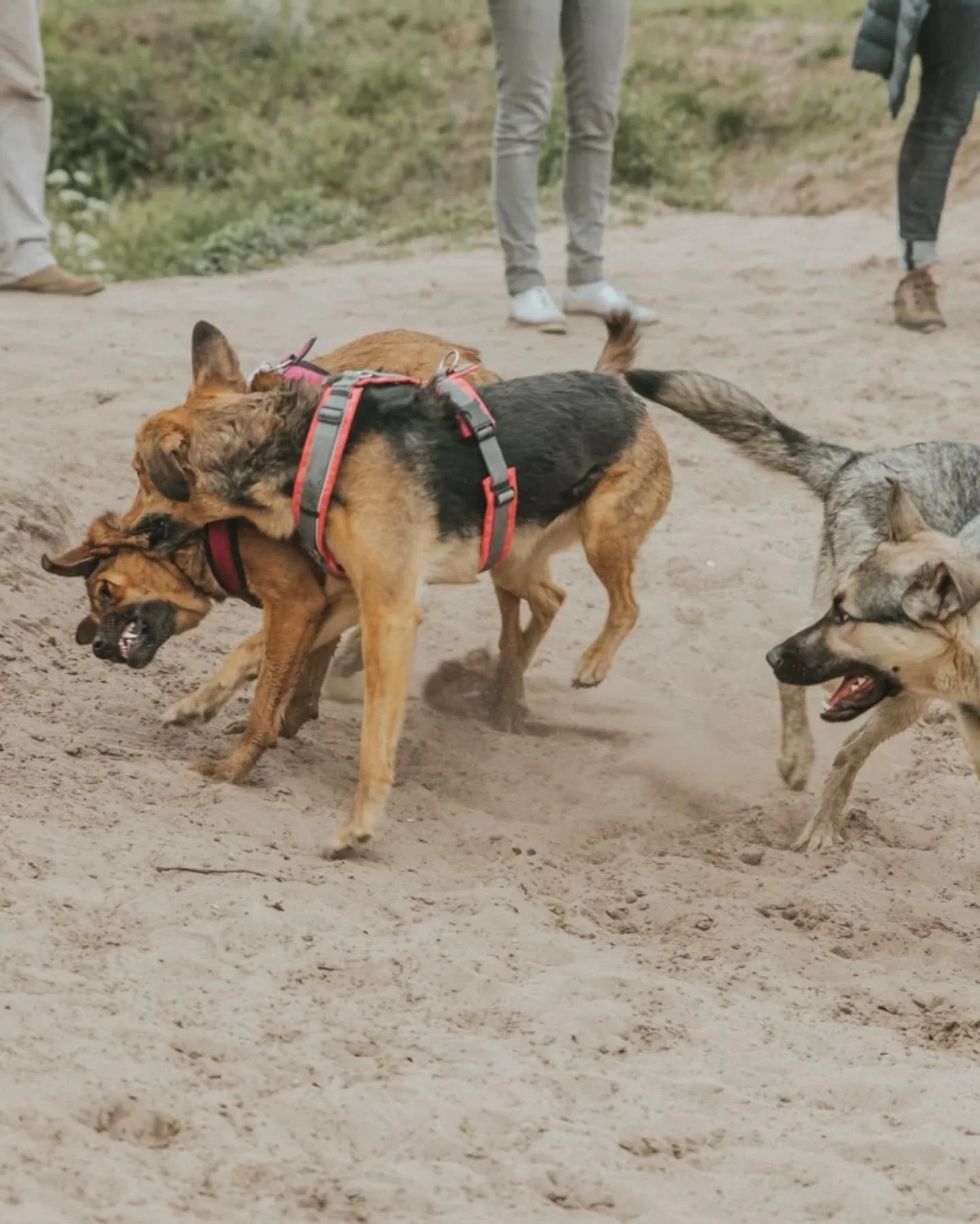 hunde sollen freundlich, offen und verspielt bleiben. am besten ein leben lang. wenn sie irgendwann keine lust mehr haben, mit anderen zu spielen, breitet sich bei manch hundehalter:in ein schlechtes gewissen aus, das der hund dies doch bräuchte