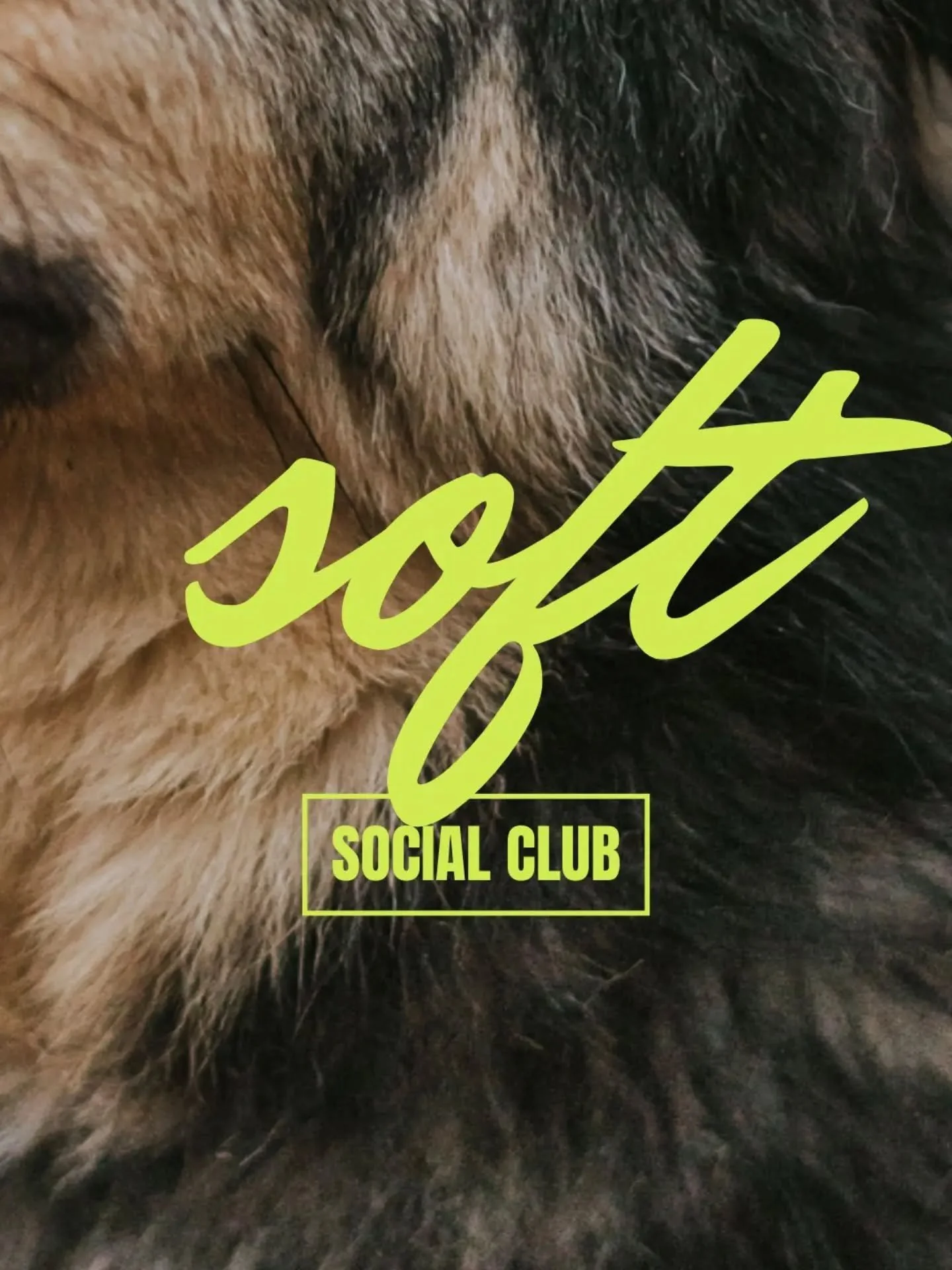 ab 27. november wird es eine angebotserweiterung geben - der ✨️ soft social club ✨️
ein ort, an dem sich unsichere hunde begegnen können, die mehr zeit und ruhe benötigen um in den kontakt mit artgenossen zu gehen. auch für ihre halte