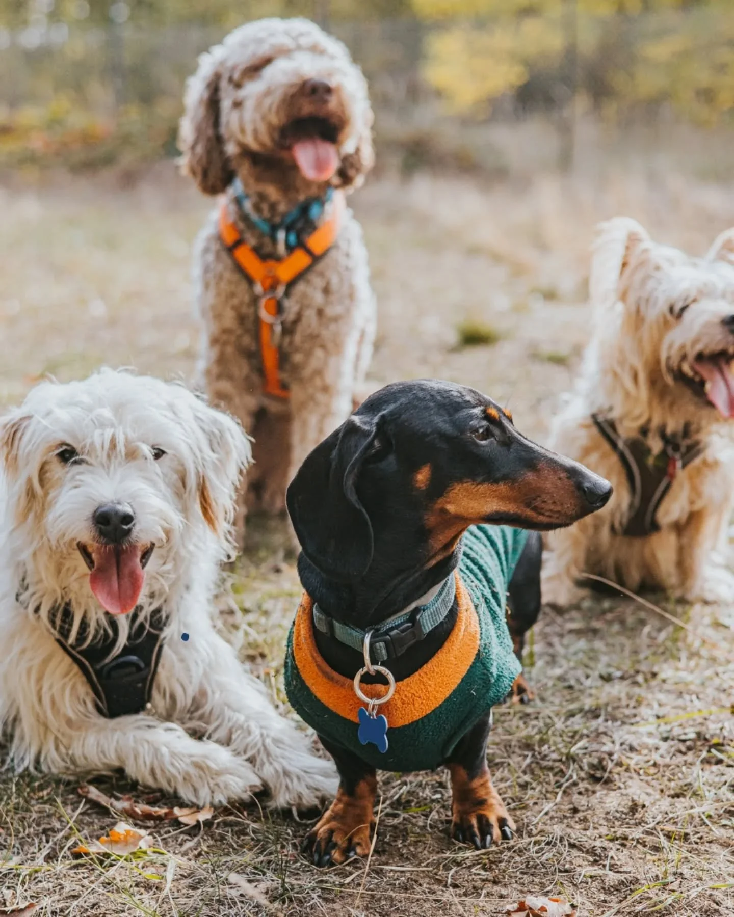 hunde kommen h&auml;ufig nicht &uuml;ber einen punkt hinweg - smalltalk. kurz mal hallo, hauptsache kontakt gehabt. aber auch unsere hunde brauchen freundschaften - so richtige. in denen gespr&auml;che stattfinden, in denen man gemeinsam ruht, erkund