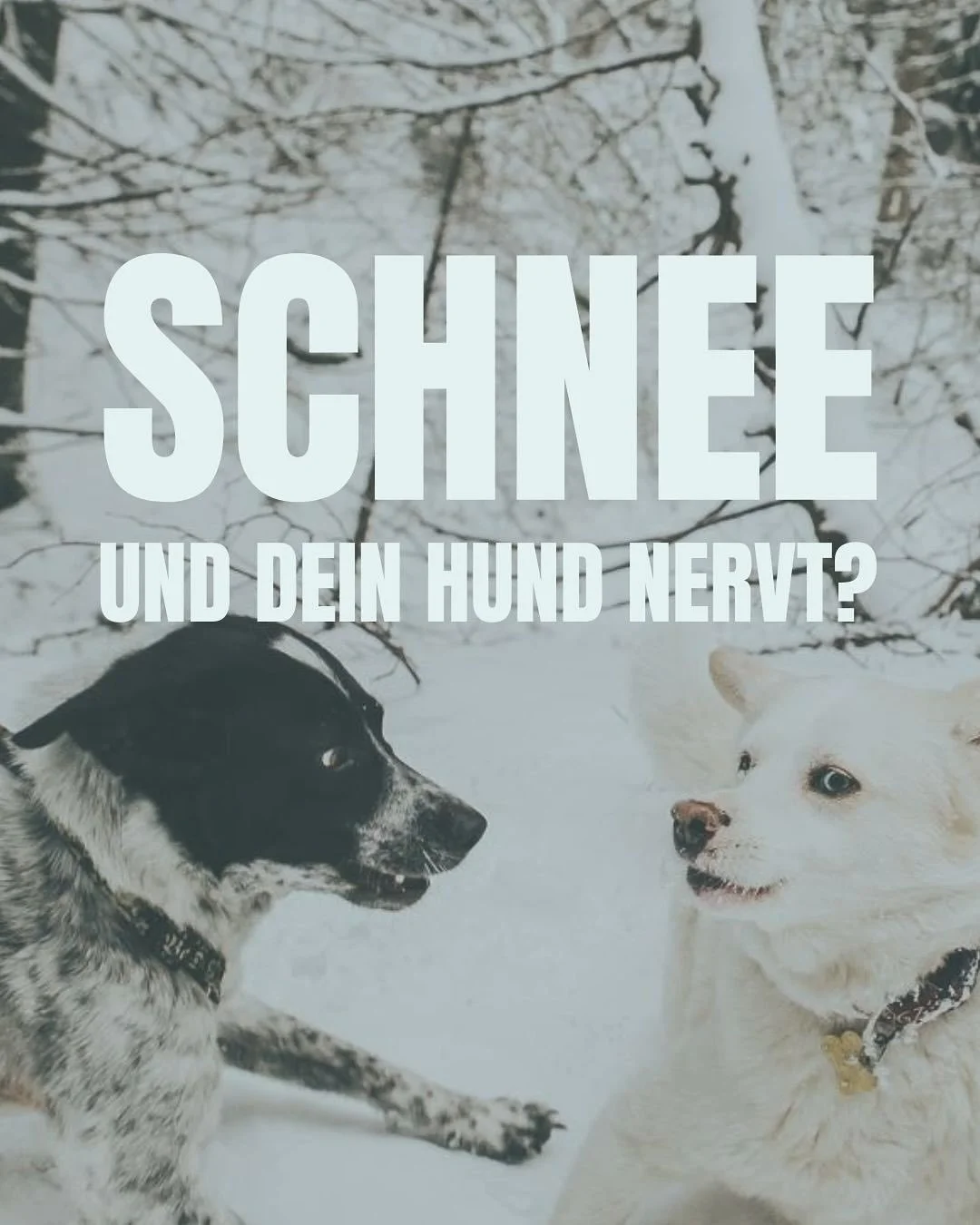auch ich muss mir manchmal bewusst in erinnerung rufen, warum mein hund auf einmal auf jedem spaziergang jeden noch so kleinen pups f&uuml;r absolut meldenswert h&auml;lt. obwohl es doch eigentlich schon so viel besser war, mit dem gebell.

mir hilft