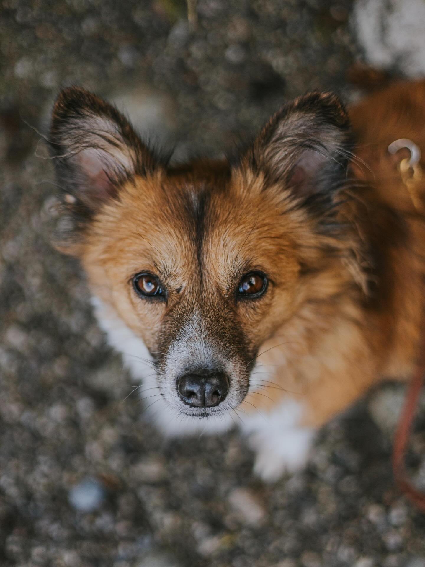 im einzeltraining fallen manchmal s&auml;tze wie: &bdquo;das ist bestimmt nur in meinem kopf.&ldquo;, &bdquo;das ist meine schuld, das &hellip; &ldquo; oder &bdquo;wenn ich nicht so angespannt w&auml;re, w&auml;re mein hund auch entspannter.&ldquo;.

