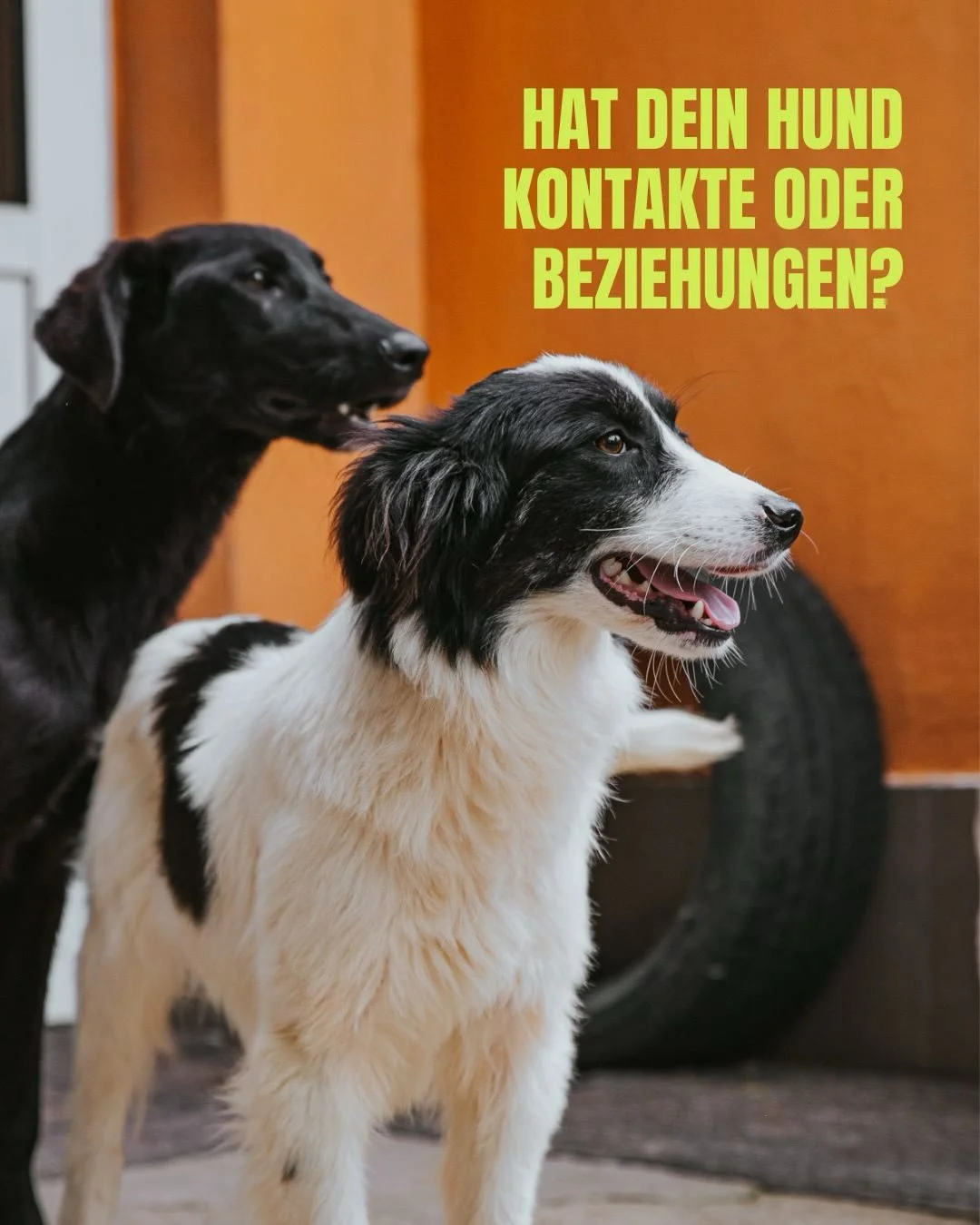 &bdquo;hat dein hund feste freundschaften?&ldquo; - diese frage stelle ich h&auml;ufig im einzeltraining, wenn es um leinenp&ouml;belei geht. vor allem dann, wenn eine motivation f&uuml;r das verhalten an der leine frust ist. 

wir erwarten von hunde