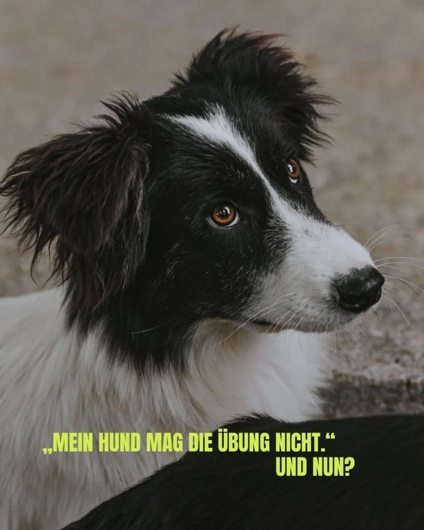 &bdquo;mein hund mag die &uuml;bung nicht.&ldquo; ein satz, den ich oft h&ouml;re und der erst einmal total verst&auml;ndlich ist. nat&uuml;rlich w&uuml;nschen wir uns, dass sich training leicht anf&uuml;hlt, kooperativ ist, freudig aussieht. ver&aum